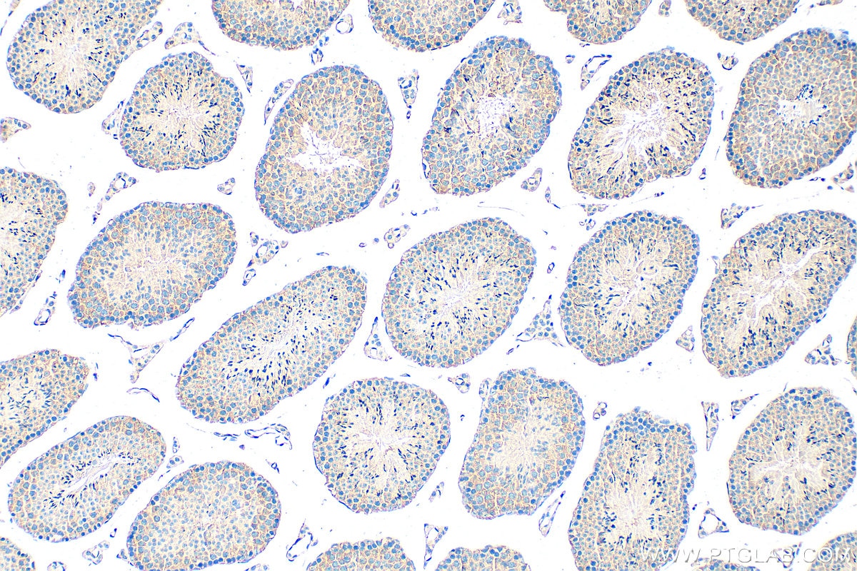 Immunohistochemical analysis of paraffin-embedded mouse testis tissue slide using 33259-1-AP (Rela antibody) at dilution of 1:3000 (under 10x lens). Heat mediated antigen retrieval with Tris-EDTA buffer (pH 9.0). Immunohistochemistry (IHC) staining of mouse testis tissue using Rela Polyclonal antibody (33259-1-AP)