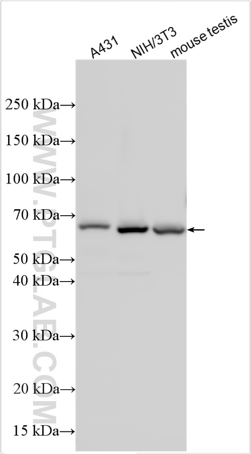 Various lysates were subjected to SDS PAGE followed by western blot with 33259-1-AP (Rela antibody) at dilution of 1:20000 incubated at room temperature for 1.5 hours. Western Blot (WB) analysis of various lysates using NF-κB p65 Polyclonal antibody (33259-1-AP)