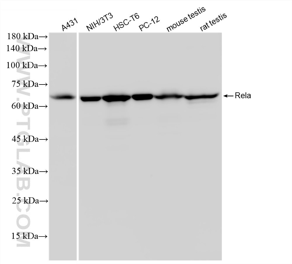 Western Blot (WB) analysis of various lysates using Rela Recombinant monoclonal antibody (87545-1-RR)