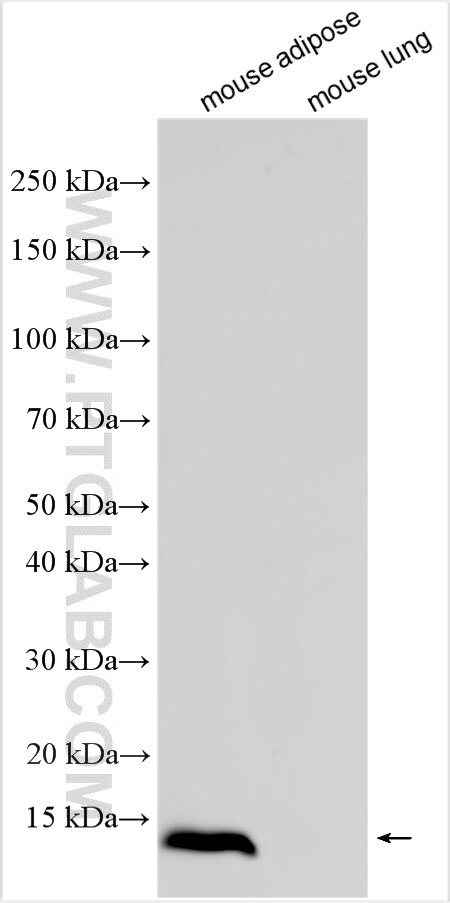 Western Blot (WB) analysis of various lysates using Resistin Polyclonal antibody (32786-1-AP)