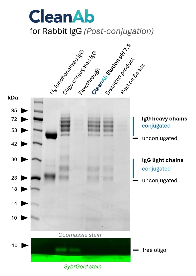 Rabbit IgG (anti beta-tubulin; 80713-1-RR) was conjugated with NHS-Azide (lane 1) and then with DBCO-Oligo (lane 2). Post conjugation clean-up was done using CleanAb Kit for rabbit IgG (lanes 3-5). Excess oligo was successfully removed as shown in SYBR Gold DNA staining and IgG eluted with high recovery (~70%) at neutral pH (lane 4). Desalting was done with Zeba spin desalting columns (lane 5). Only very little IgG remaining on beads (lane 6).
