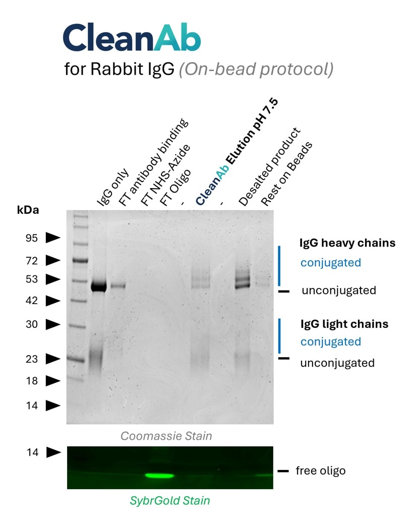 Rabbit IgG (Isotype control, lane 1) was bound to CleanAb rabbit beads (flowthrough in lane 2), then functionalized on beads with NHS-Azide (flowthrough in lane 3) and then with DBCO-Oligo (flowthrough in lane 4). Excess oligo was successfully removed as shown in SYBR Gold DNA staining and the oligo-conjugated IgG was eluted with high recovery at neutral pH (lane 6). Desalting was done with Zeba spin desalting columns (lane 8). Only very little IgG remaining on beads (lane 9). Note: the CleanAb Elution Buffer can interfere with SDS gels, which can make the CleanAb elution appear washed out.
