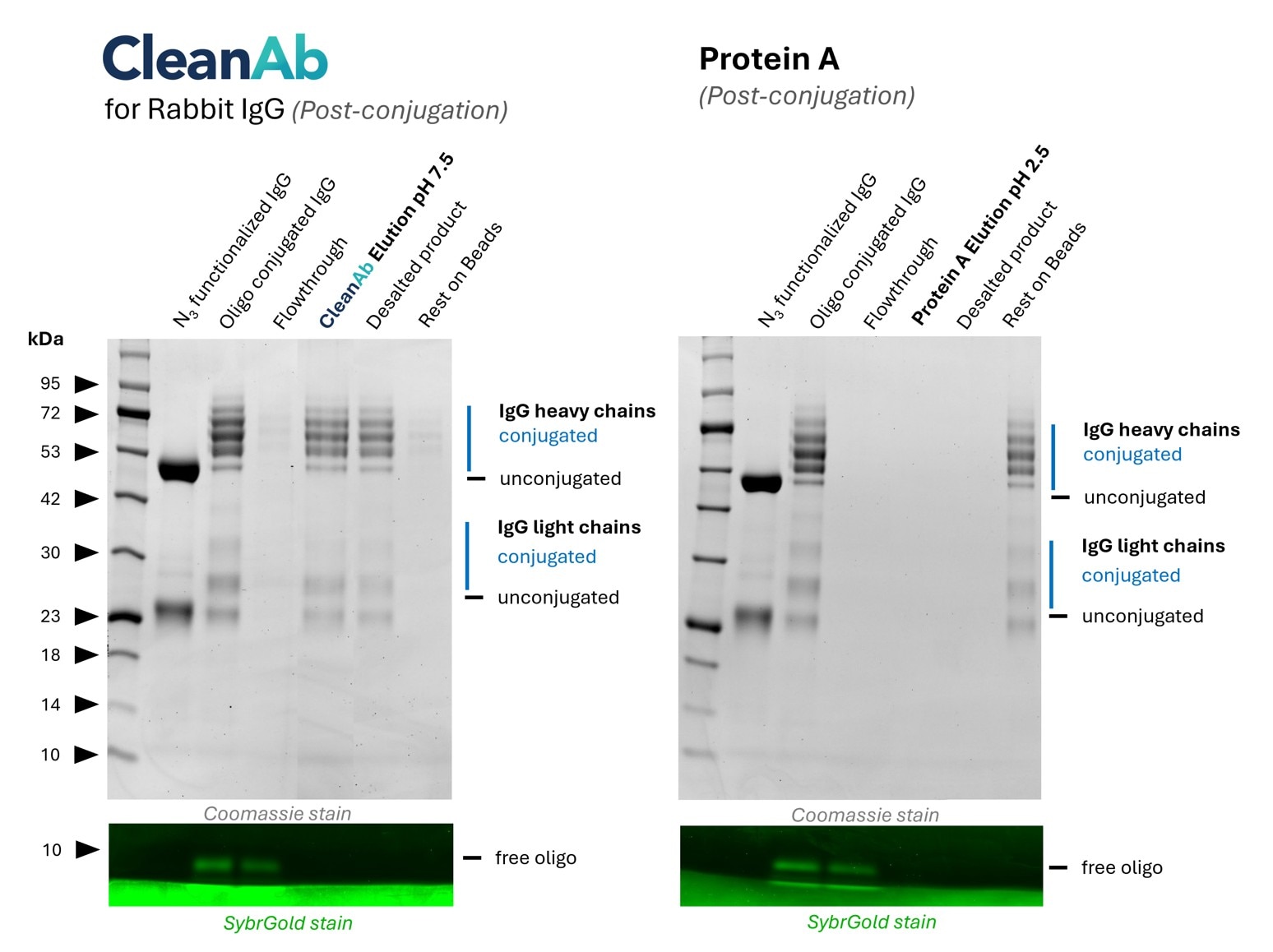 SDS-PAGE gel showing CleanAb rabbit IgG antibody oligo conjugation results, Coomassie and SybrGold.