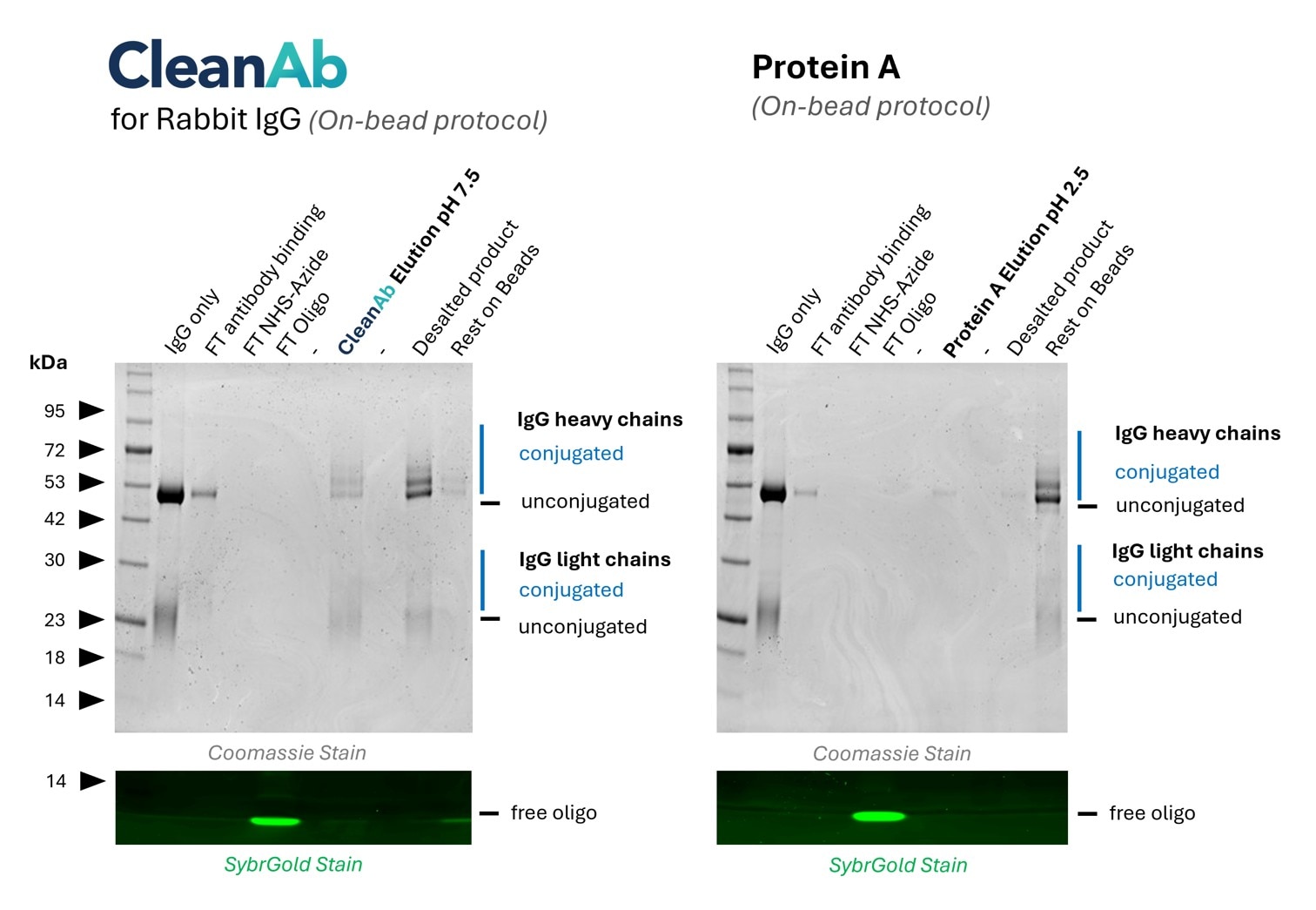 SDS-PAGE gel for CleanAb rabbit IgG on-bead protocol, antibody oligo conjugation, Coomassie, SybrGold.