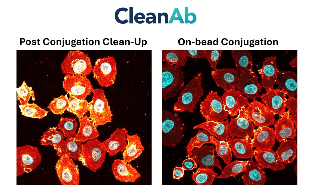 Immunostaining of HeLa cells with rabbit anti-CD147 antibodies (11989-1-AP, 1:100, orange hot), chemically conjugated to a 15-nt DNA oligonucleotide and purified using CleanAB beads. Detection was performed by hybridization with an imaging DNA strand labeled with ATTO643. Nuclei were counterstained with DAPI (cyan). Direct comparison of the two possible CleanAb protocols (post conjugation clean-up and on bead conjugation & clean-up) shows that both approaches are viable and will yield functional antibody-oligo conjugate.