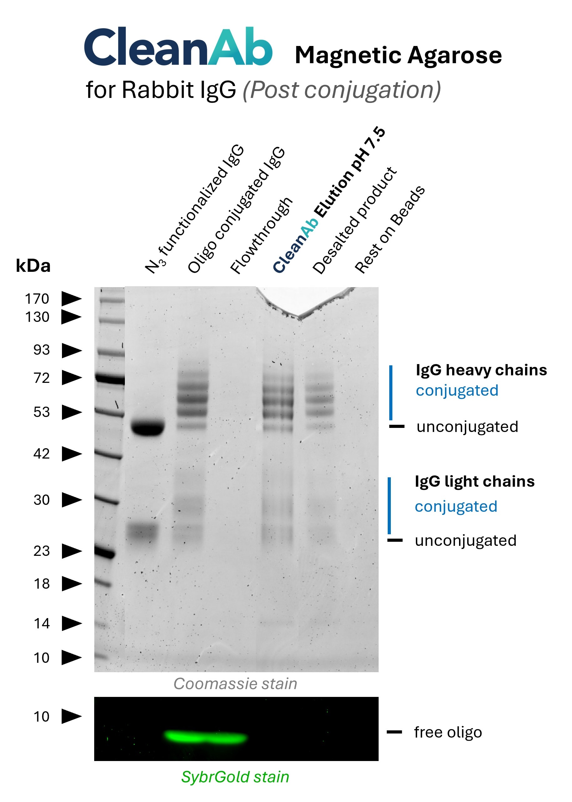 Rabbit IgG (anti beta-tubulin; 80713-1-RR, lane 1) was conjugated with NHS-Azide (lane 1) and then with DBCO-Oligo (15nt) (lane 2). Post-conjugation clean-up was done using CleanAb Kit (magnetic agarose) for rabbit IgG (lanes 3-5). Excess oligo was successfully removed as shown in SYBR Gold DNA staining and IgG eluted with high recovery (~70%) at neutral pH (lane 4). Desalting was done with Zeba spin desalting columns (lane 5). Only very little IgG remains on beads (lane 6). Rabbit IgG (anti beta-tubulin; 80713-1-RR, lane 1) was conjugated with NHS-Azide (lane 1) and then with DBCO-Oligo (15nt) (lane 2). Post-conjugation clean-up was done using CleanAb Kit (magnetic agarose) for rabbit IgG (lanes 3-5). Excess oligo was successfully removed as shown in SYBR Gold DNA staining and IgG eluted with high recovery (~70%) at neutral pH (lane 4). Desalting was done with Zeba spin desalting columns (lane 5). Only very little IgG remains on beads (lane 6).
