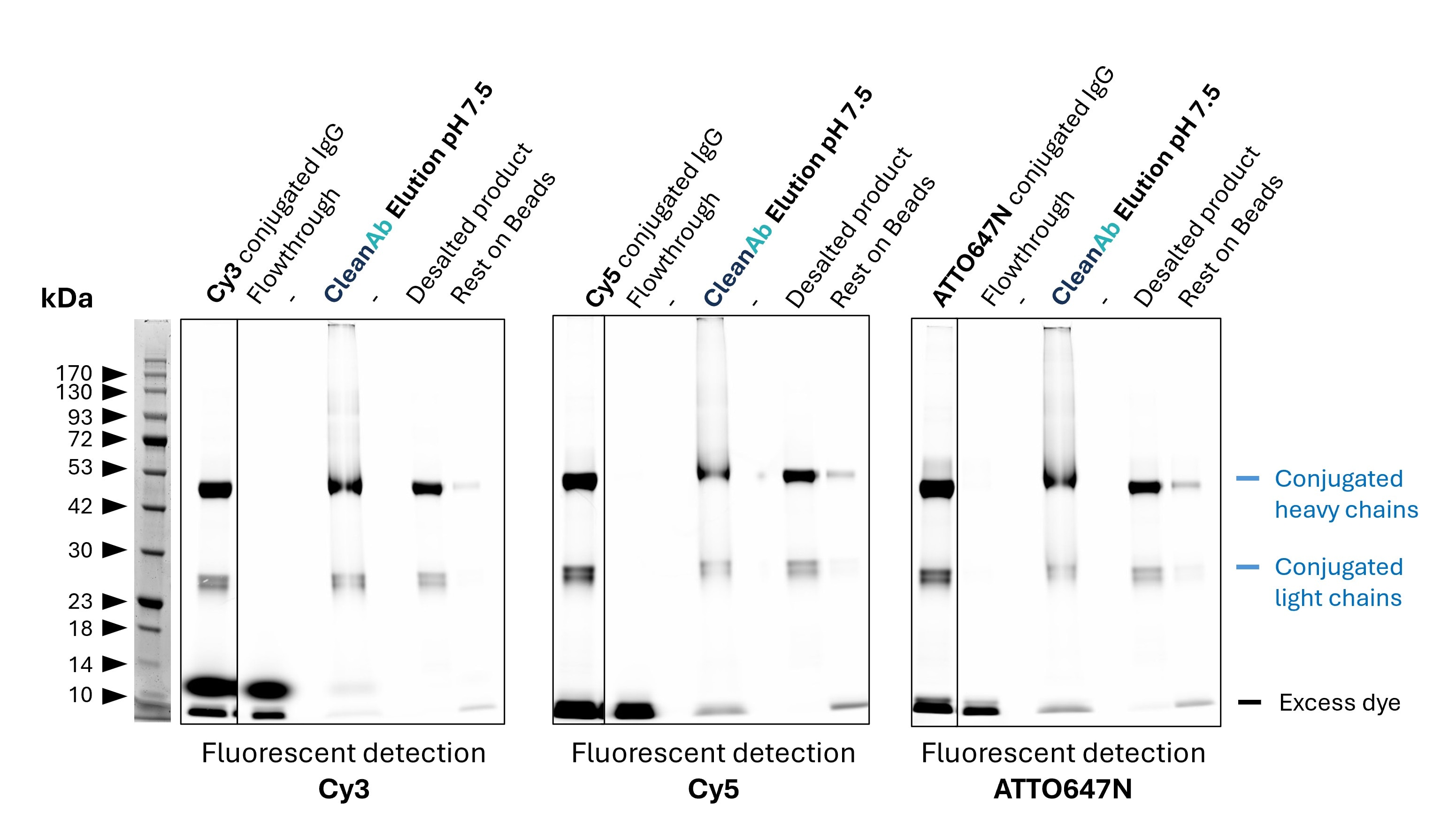 Rabbit IgG (anti beta-tubulin; 80713-1-RR) was conjugated with NHS-dyes (lane 1 respectively). Post-conjugation clean-up was done using CleanAb Kit (magnetic agarose) for Rabbit IgG (lanes 2-4). At least 95% of excess dye was successfully removed as evident from the faint excess dye band (lane 4). The conjugated IgG was eluted with high recovery (>70%) at neutral pH (lane 4). Desalting was done with Zeba spin desalting columns to exchange buffer after elution (lane 6), successfully removing all residual dye (buffer exchange is only recommended for long term storage or if required for downstream assays). No IgG remains on beads (lane 7). Note: the CleanAb Elution Buffer can interfere with SDS gels, which can make the CleanAb elution appear smeary. Rabbit IgG (anti beta-tubulin; 80713-1-RR) was conjugated with NHS-dyes (lane 1 respectively). Post-conjugation clean-up was done using CleanAb Kit (magnetic agarose) for Rabbit IgG (lanes 2-4). At least 95% of excess dye was successfully removed as evident from the faint excess dye band (lane 4). The conjugated IgG was eluted with high recovery (>70%) at neutral pH (lane 4). Desalting was done with Zeba spin desalting columns to exchange buffer after elution (lane 6), successfully removing all residual dye (buffer exchange is only recommended for long term storage or if required for downstream assays). No IgG remains on beads (lane 7). Note: the CleanAb Elution Buffer can interfere with SDS gels, which can make the CleanAb elution appear smeary.