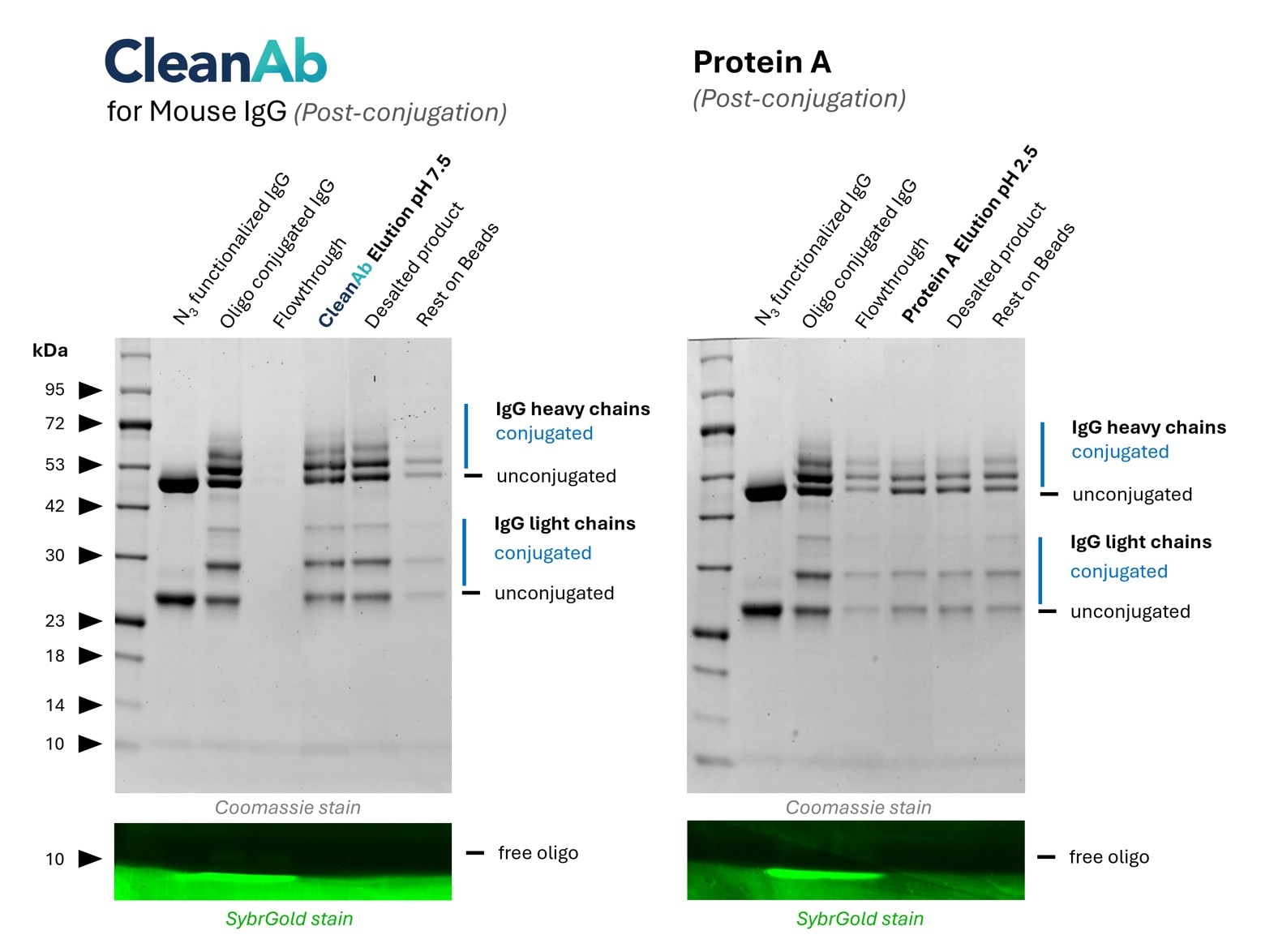 SDS-PAGE gel showing CleanAb mouse IgG antibody oligo conjugation results, Coomassie and SybrGold.