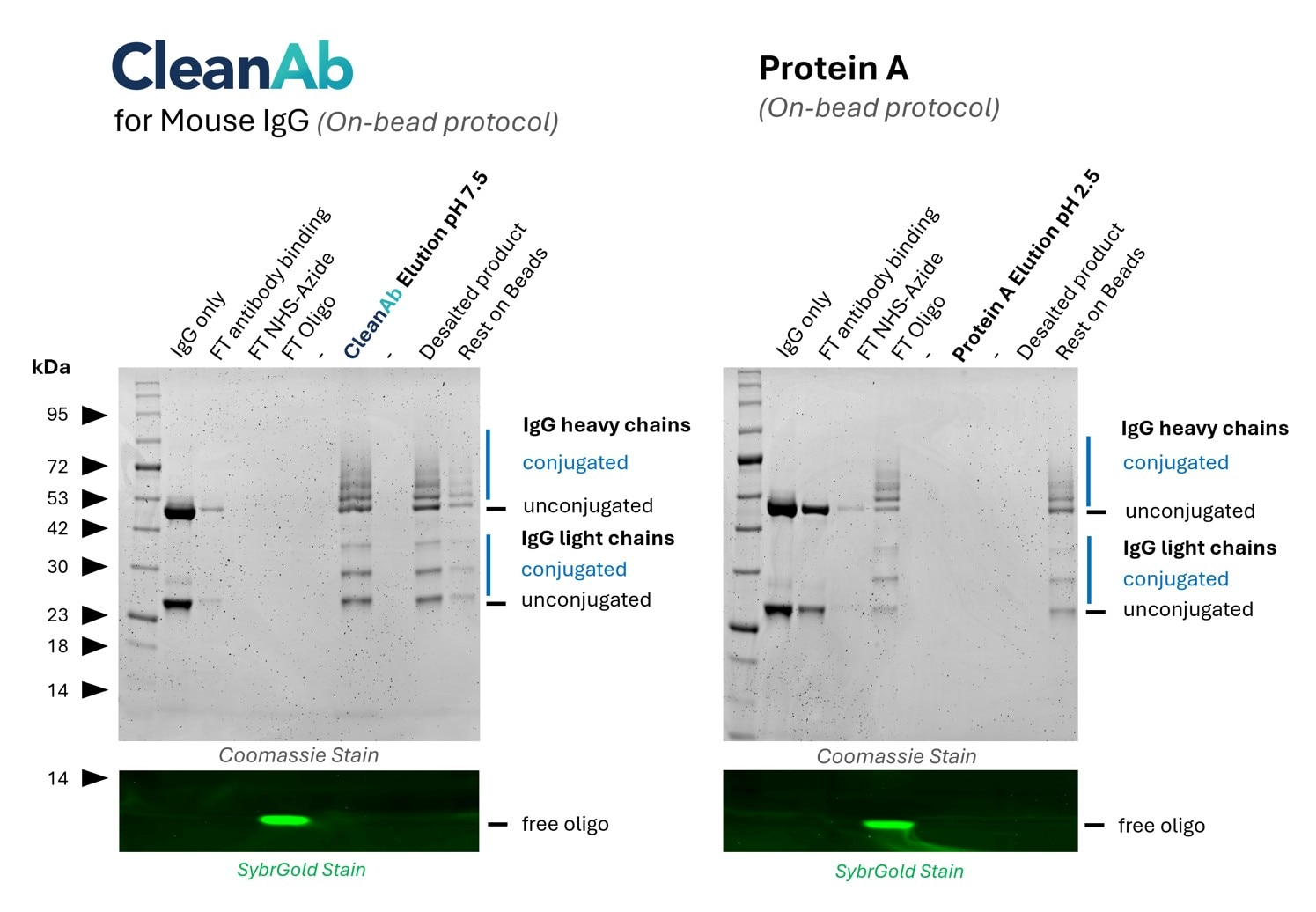 SDS-PAGE gel for CleanAb mouse IgG on-bead protocol, antibody oligo conjugation, Coomassie, SybrGold.