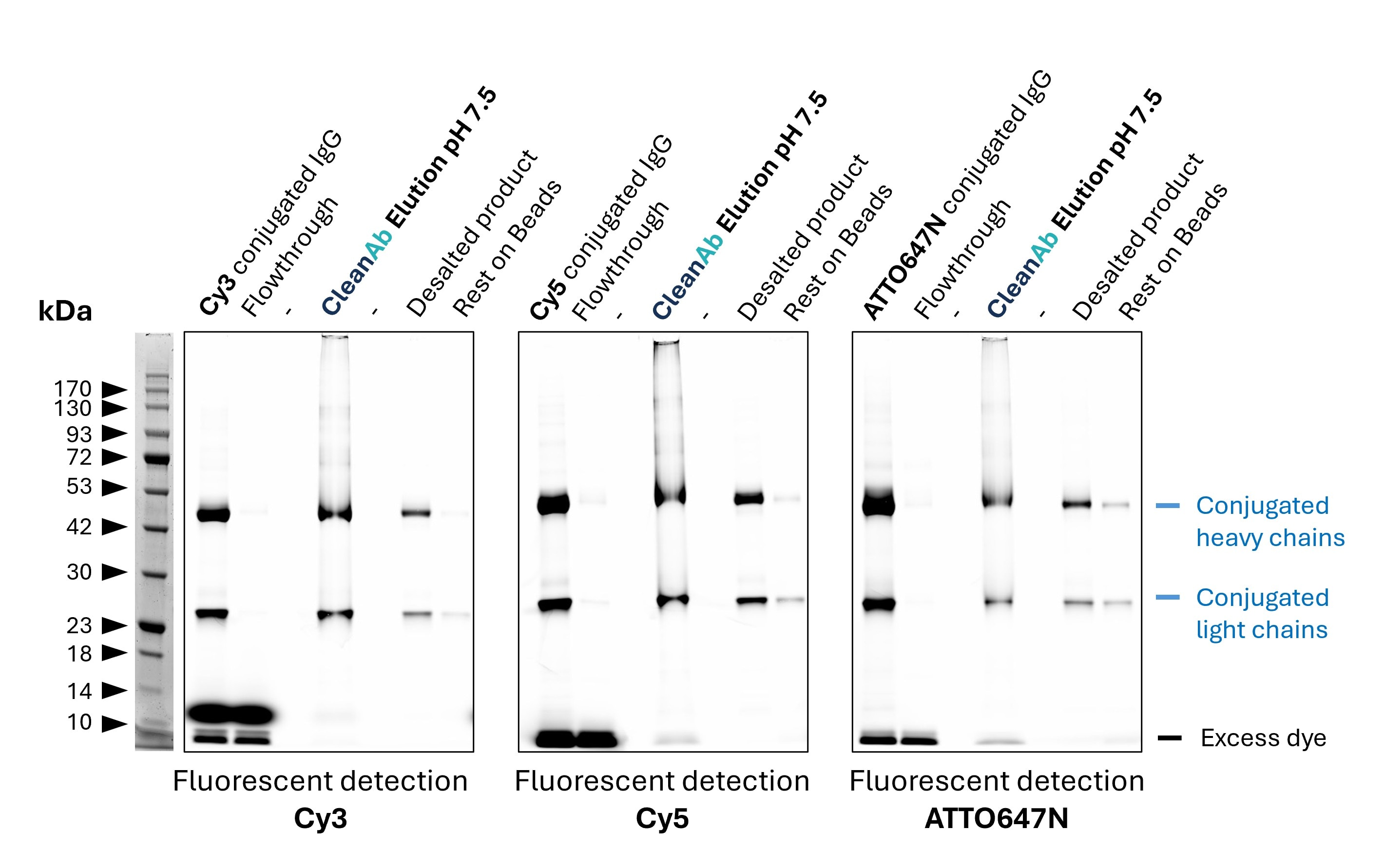 Mouse IgG1 (anti Lamin B1; 66095-1-Ig) was conjugated with NHS-dyes (lane 1 respectively). Post-conjugation clean-up was done using CleanAb Kit (agarose) for Rabbit IgG (lanes 2-4). At least 95% of excess dye was successfully removed as evident from the faint excess dye band (lane 4). The conjugated IgG was eluted with high recovery (>70%) at neutral pH (lane 4). Desalting was done with Zeba spin desalting columns to exchange buffer after elution (lane 6), successfully removing all residual dye (buffer exchange is only recommended for long term storage or if required for downstream assays). No IgG remains on beads (lane 7). Note: the CleanAb Elution Buffer can interfere with SDS gels, which can make the CleanAb elution appear smeary.