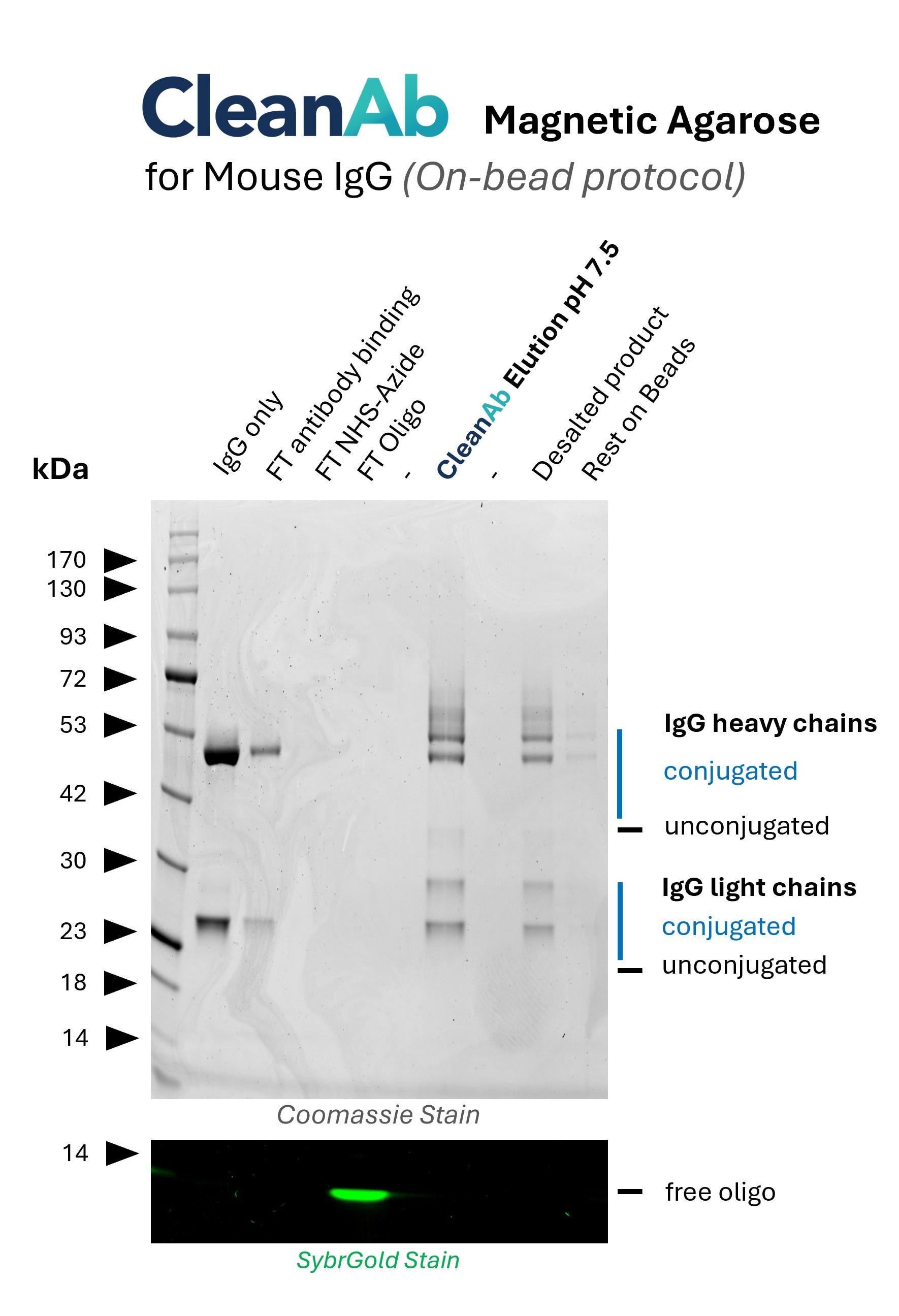Mouse IgG1 (anti Lamin B1; 66095-1-Ig, lane 1) was bound to CleanAb rabbit beads (magnetic agarose) (flowthrough in lane 2), then functionalized on bead with NHS-Azide (flowthrough in lane 3) and then with DBCO-Oligo (15nt) (flowthrough in lane 4, visible in SYBR Gold staining). Excess oligo was successfully removed as shown in SYBR Gold DNA staining and the oligo-conjugated IgG was eluted with high recovery at neutral pH (lane 6). Mouse IgG1 (anti Lamin B1; 66095-1-Ig, lane 1) was bound to CleanAb rabbit beads (magnetic agarose) (flowthrough in lane 2), then functionalized on bead with NHS-Azide (flowthrough in lane 3) and then with DBCO-Oligo (15nt) (flowthrough in lane 4, visible in SYBR Gold staining). Excess oligo was successfully removed as shown in SYBR Gold DNA staining and the oligo-conjugated IgG was eluted with high recovery at neutral pH (lane 6).