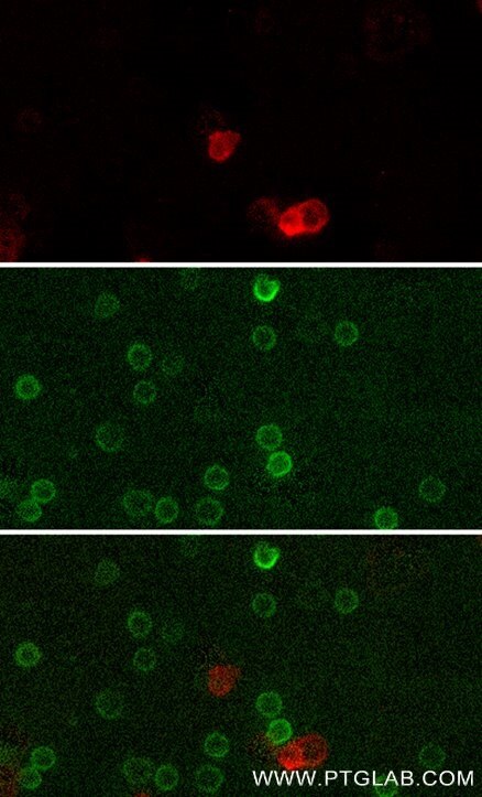 Live human PBMCs were gravity-sedimented and immunostained with anti-CD16 recombinant VHH, CoraLite ® Plus 555 (CL555-CD16, red) and anti-CD3 IgG-CL488 (CL488-65151, green). Images were acquired with a 20x objective and post-processed. Dead cells (autofluorescent in all channels including UV and far-red) we subtracted from all channels with ImageJ.
Note: Immunostaining with CL555-CD16 can be performed live or after formaldehyde fixation.