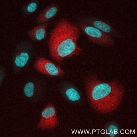HeLa cells transiently transfected with human IFNg were immunostained with anti-IFNy recombinant VHH, CoraLite ® Plus 555 (CL555-IFNg, red). Nuclei are in cyan. Cells were treated with Brefeldin A and Monensin for 6 hours. 