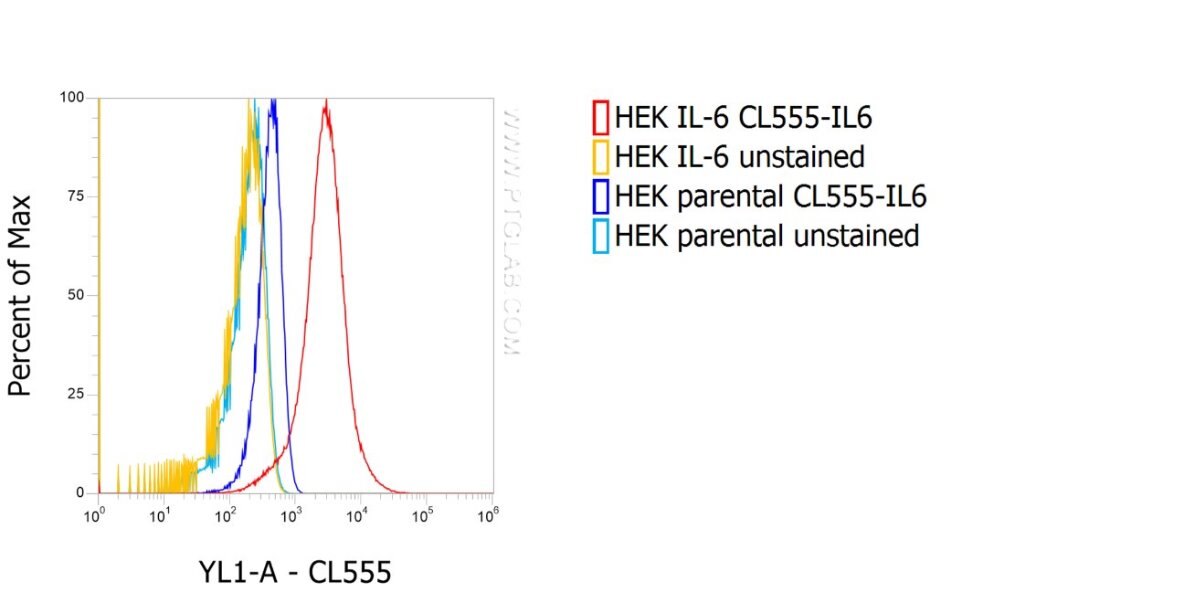 1X10^6 HEK IL-6 stable expressing cells (red) and HEK parental cells (blue) were intracellularly stained with 0.25 µg anti-IL6 recombinant VHH, CoraLite® Plus 555 (CL555-IL6). 
Cells were treated with Brefeldin A and Monensin for 6 h before fixation.