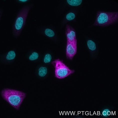 HeLa cells transiently transfected with human IFNg were immunostained with anti-IFNy recombinant VHH, CoraLite ® Plus 647 (CL647-IFNg, magenta). Nuclei are in cyan. Cells were treated with Brefeldin A and Monensin for 6 hours. 