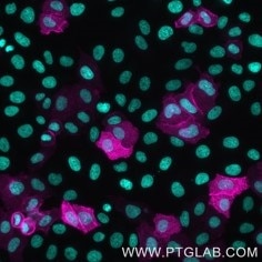 Live HeLa cells transfected with human TIM-3 were immunostained with CoraLite® Plus 647 conjugated-TIM3 VHH (CL647-tmt, 1:1000, magenta). Cells were fixed and nuclei were stained with DAPI (cyan). Epifluorescence images were acquired with 20x objective and post-processed. 
Note: Immunostaining with CL647-tmt can also be performed after formaldehyde fixation of the cells.