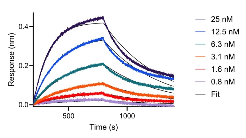 BLI analysis of the capture of varying concentrations of HumanKine Cystatin C (HZ-1211) by biotinylated anti-Cystatin C VHH (Cyc-b). Fit indicates fitting of data to a 1:1 binding model (as Cystatin-C is a monomer).
