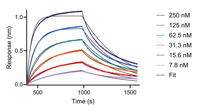 BLI analysis of the interaction between varying concentrations of anti-Cystatin-C VHH and immobilised, biotinylated HumanKine Cystatin-C (HZ-1211). Fit indicates fitting of data to a 1:1 binding model.
