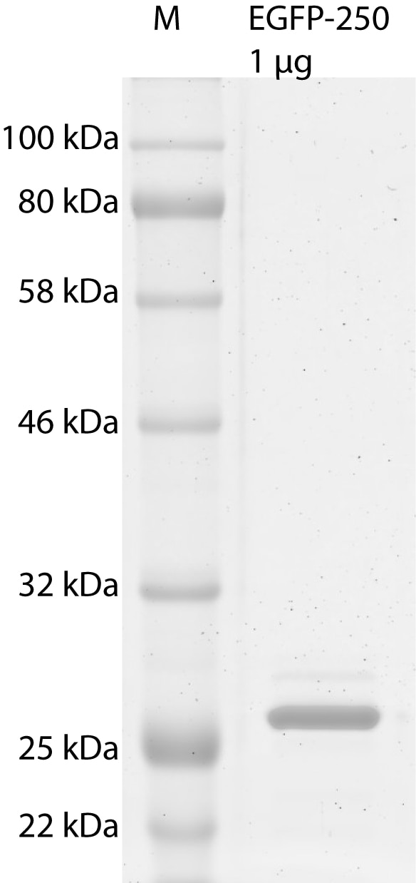 SDS-PAGE of EGFP: 10 % acrylamide gel; 1 µg of EGFP has been loaded. Detection: InstantBlue