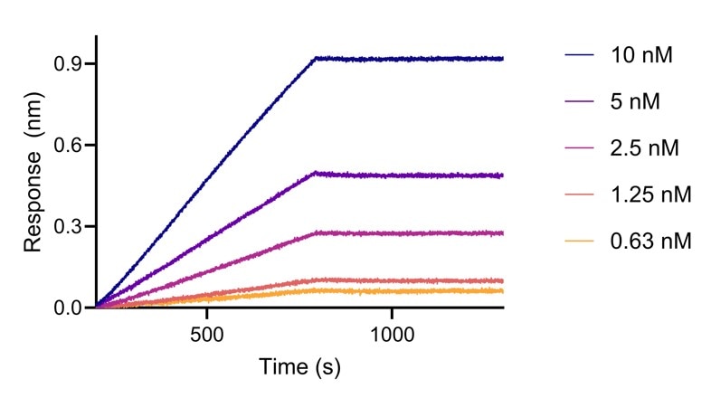 BLI analysis of the capture of varying concentrations of HumanKine Interferon γ (HZ-1301) by biotinylated anti-INFg VHH (IFNgNHS).