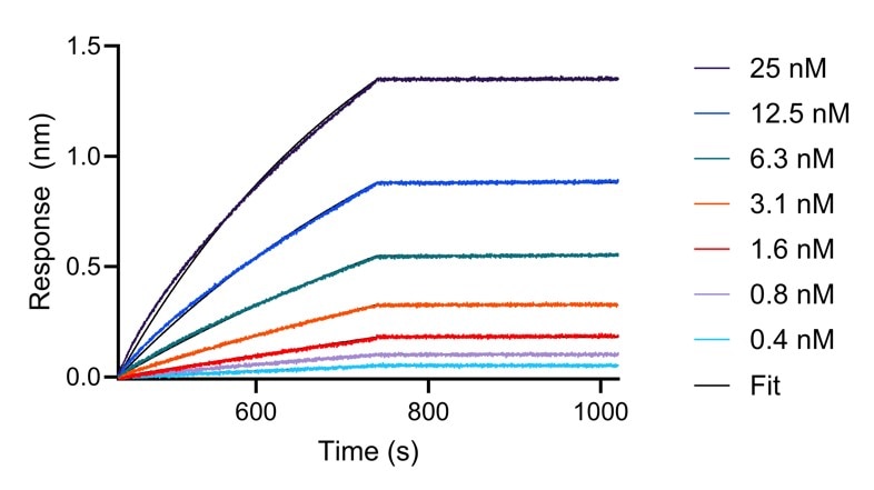BLI analysis of the interaction between varying concentrations of anti-IFNg VHH (IFNgNHS) and immobilised, biotinylated HumanKine Interferon γ (HZ-1301). Fit indicates fitting of data to a 1:1 binding model.