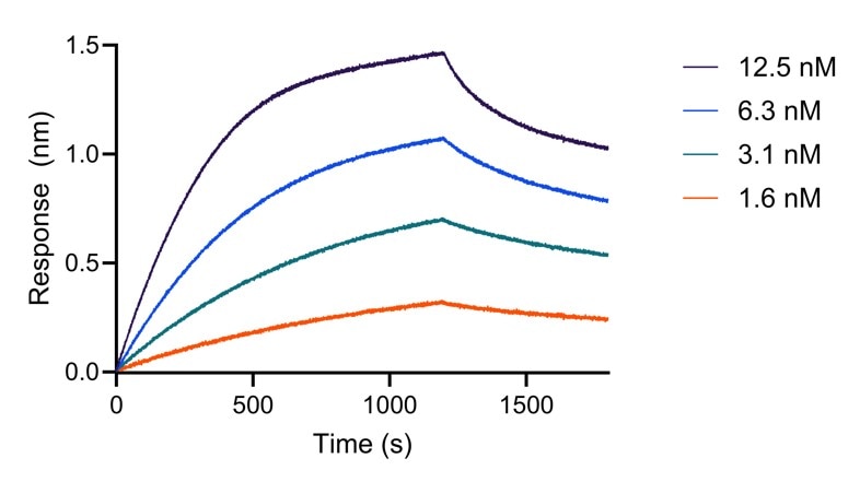 BLI analysis of the capture of varying concentrations of HumanKine IL-28A (HZ-1235) by biotinylated anti-IL-28A VHH (IL28a-b). Please note the higher apparent affinity owing to avidity effects (dimerization of the cytokine).