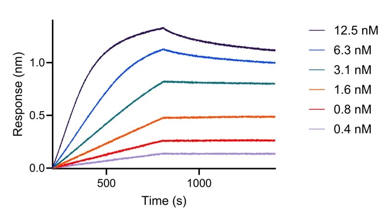 BLI analysis of the capture of varying concentrations of HumanKine IL-34 (HZ-1316) by biotinylated anti-IL-34 VHH (IL34-b). Please note the higher apparent affinity owing to avidity effects (dimerization of the cytokine).