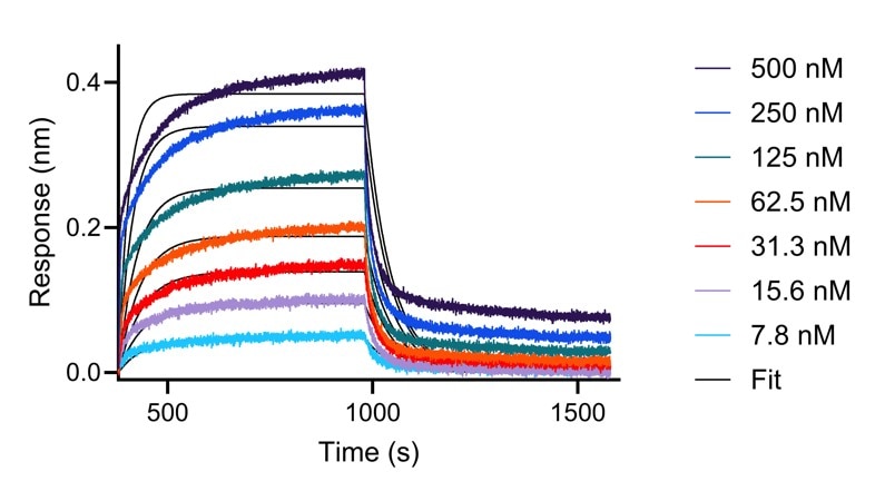 BLI analysis of the interaction between varying concentrations of anti-IL-34 VHH and immobilised, biotinylated HumanKine IL-34 (HZ-1316). Fit indicates fitting of data to a 1:1 binding model.