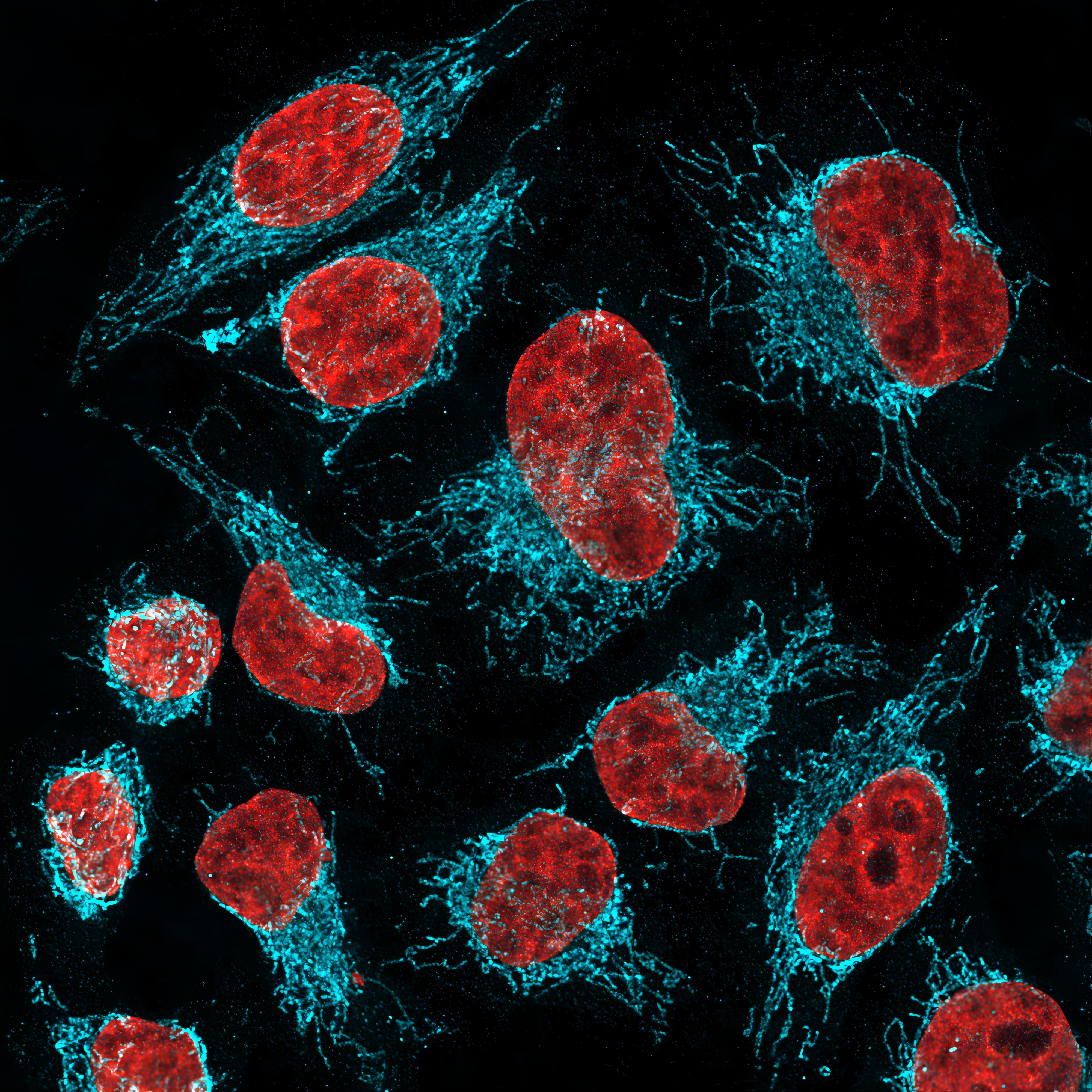 Immunofluorescence of HeLa: PFA-fixed HeLa cells were stained with anti-HSP60 (66041-1-Ig) labeled with FlexAble CoraLite® Plus 405 Kit (KFA026, cyan). Cell nuclei are in red. Confocal images were acquired with a 100x oil objective and post-processed. Images were recorded at the Core Facility Bioimaging at the Biomedical Center, LMU Munich. 