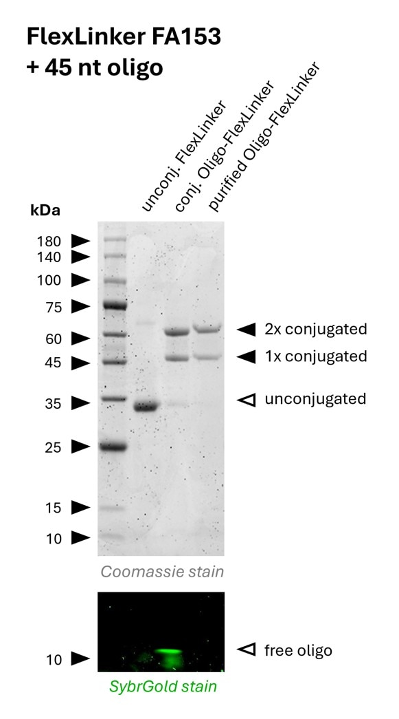 Oligo-Ready FlexLinker for mouse IgG1 carrying 2 azide groups (FA153) was conjugated with a 45 nt long DBCO functionalized oligonucleotide to generate Oligo-FlexLinkers.
Lane 1 shows unconjugated FlexLinker.
Lane 2 shows successfully conjugated FlexLinker, the SybrGold stain shows excess oligo in this fraction.
Lane 3 shows the purified Oligo-FlexLinker after removal of excess DNA. Absence of free oligo indicates a clean Oligo-FlexLinker, that is ready for antibody labeling. Oligo-Ready FlexLinker for mouse IgG1 carrying 2 azide groups (FA153) was conjugated with a 45 nt long DBCO functionalized oligonucleotide to generate Oligo-FlexLinkers.
Lane 1 shows unconjugated FlexLinker.
Lane 2 shows successfully conjugated FlexLinker, the SybrGold stain shows excess oligo in this fraction.
Lane 3 shows the purified Oligo-FlexLinker after removal of excess DNA. Absence of free oligo indicates a clean Oligo-FlexLinker, that is ready for antibody labeling.