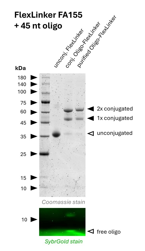 Oligo-Ready FlexLinker for mouse IgG2a carrying 2 azide groups (FA155) was conjugated with a 45 nt long DBCO functionalized oligonucleotide to generate Oligo-FlexLinkers. 
Lane 1 shows unconjugated FlexLinker. 
Lane 2 shows successfully conjugated FlexLinker, the SybrGold stain shows excess oligo in this fraction. 
Lane 3 shows the purified Oligo-FlexLinker after removal of excess DNA. Absence of free oligo indicates a clean Oligo-FlexLinker, that is ready for antibody labeling.