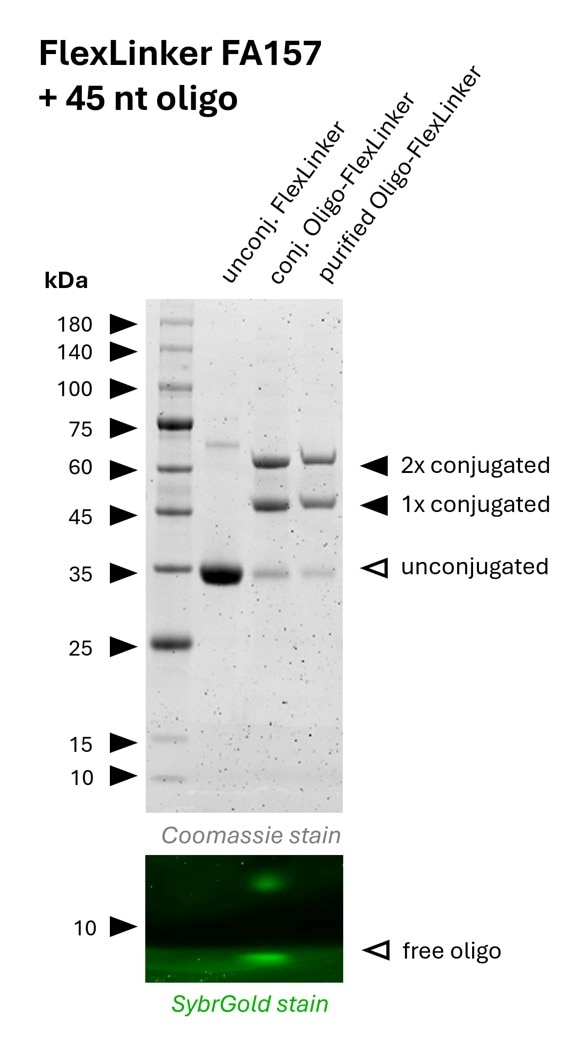 Oligo-Ready FlexLinker for mouse IgG2b carrying 2 azide groups (FA157) was conjugated with a 45 nt long DBCO functionalized oligonucleotide to generate Oligo-FlexLinkers.
Lane 1 shows unconjugated FlexLinker.
Lane 2 shows successfully conjugated FlexLinker, the SybrGold stain shows excess oligo in this fraction.
Lane 3 shows the purified Oligo-FlexLinker after removal of excess DNA. Absence of free oligo indicates a clean Oligo-FlexLinker, that is ready for antibody labeling. Oligo-Ready FlexLinker for mouse IgG2b carrying 2 azide groups (FA157) was conjugated with a 45 nt long DBCO functionalized oligonucleotide to generate Oligo-FlexLinkers.
Lane 1 shows unconjugated FlexLinker.
Lane 2 shows successfully conjugated FlexLinker, the SybrGold stain shows excess oligo in this fraction.
Lane 3 shows the purified Oligo-FlexLinker after removal of excess DNA. Absence of free oligo indicates a clean Oligo-FlexLinker, that is ready for antibody labeling.