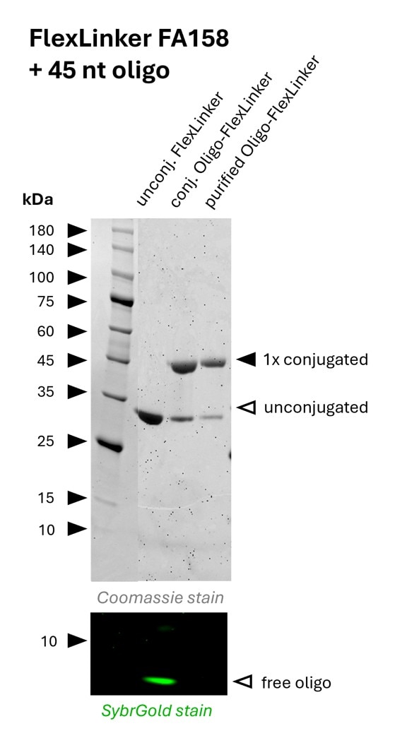 Oligo-Ready FlexLinker for human IgG carrying 1 azide group (FA158) was conjugated with a 45 nt long DBCO functionalized oligonucleotide to generate Oligo-FlexLinkers. 
Lane 1 shows unconjugated FlexLinker. 
Lane 2 shows successfully conjugated FlexLinker, the SybrGold stain shows excess oligo in this fraction. 
Lane 3 shows the purified Oligo-FlexLinker after removal of excess DNA. Absence of free oligo indicates a clean Oligo-FlexLinker, that is ready for antibody labeling.