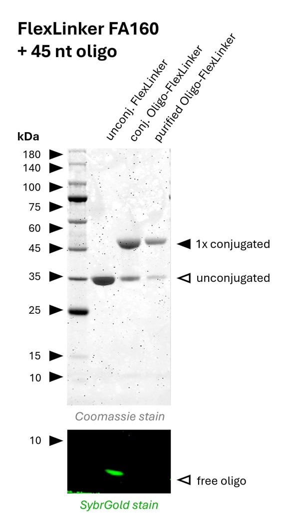 Oligo-Ready FlexLinker for rat kappa light chain carrying 1 azide group (FA160) was conjugated with a 45 nt long DBCO functionalized oligonucleotide to generate Oligo-FlexLinkers.
Lane 1 shows unconjugated FlexLinker.
Lane 2 shows successfully conjugated FlexLinker, the SybrGold stain shows excess oligo in this fraction.
Lane 3 shows the purified Oligo-FlexLinker after removal of excess DNA. Absence of free oligo indicates a clean Oligo-FlexLinker, that is ready for antibody labeling. Oligo-Ready FlexLinker for rat kappa light chain carrying 1 azide group (FA160) was conjugated with a 45 nt long DBCO functionalized oligonucleotide to generate Oligo-FlexLinkers.
Lane 1 shows unconjugated FlexLinker.
Lane 2 shows successfully conjugated FlexLinker, the SybrGold stain shows excess oligo in this fraction.
Lane 3 shows the purified Oligo-FlexLinker after removal of excess DNA. Absence of free oligo indicates a clean Oligo-FlexLinker, that is ready for antibody labeling.