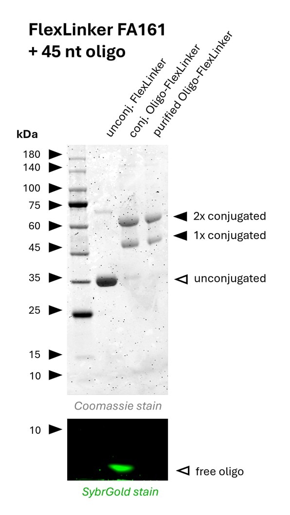 Oligo-Ready FlexLinker for rat kappa light chain carrying 2 azide groups (FA161) was conjugated with a 45 nt long DBCO functionalized oligonucleotide to generate Oligo-FlexLinkers.
Lane 1 shows unconjugated FlexLinker.
Lane 2 shows successfully conjugated FlexLinker, the SybrGold stain shows excess oligo in this fraction.
Lane 3 shows the purified Oligo-FlexLinker after removal of excess DNA. Absence of free oligo indicates a clean Oligo-FlexLinker, that is ready for antibody labeling. Oligo-Ready FlexLinker for rat kappa light chain carrying 2 azide groups (FA161) was conjugated with a 45 nt long DBCO functionalized oligonucleotide to generate Oligo-FlexLinkers.
Lane 1 shows unconjugated FlexLinker.
Lane 2 shows successfully conjugated FlexLinker, the SybrGold stain shows excess oligo in this fraction.
Lane 3 shows the purified Oligo-FlexLinker after removal of excess DNA. Absence of free oligo indicates a clean Oligo-FlexLinker, that is ready for antibody labeling.