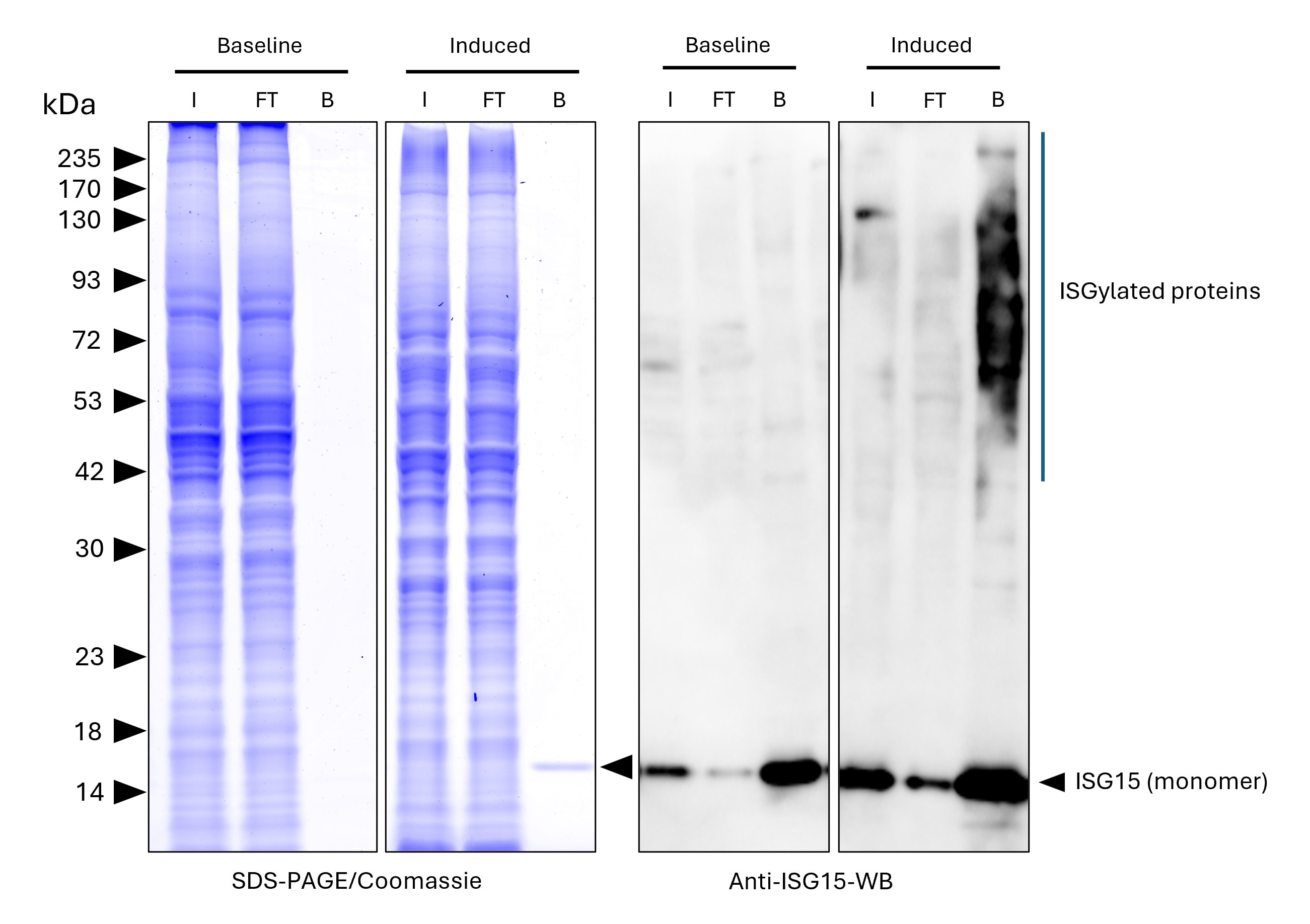 ISG15-Trap agarose (MG-3001A) was used to immunoprecipitate endogenous ISG15 and ISGylated proteins from untreated human HEPG2 cells (baseline) and interferon-β treated HepG2 cells (induced). Lysis was achieved with RIPA Buffer. For each IP, samples of the input lysate (I), non-bound flow-through (FT), and bound (B) fractions were analyzed via Coomassie stained SDS-PAGE & Western blot. Anti-ISG15 polyclonal antibody (15981-1-AP) and Multi-rAb® HRP-Goat Anti-Rabbit Recombinant Secondary Antibody (H+L) (RGAR001) were used in the Western blot analysis. The Trap shows efficient IP of endogenous ISG15 and ISGylated proteins with low background.