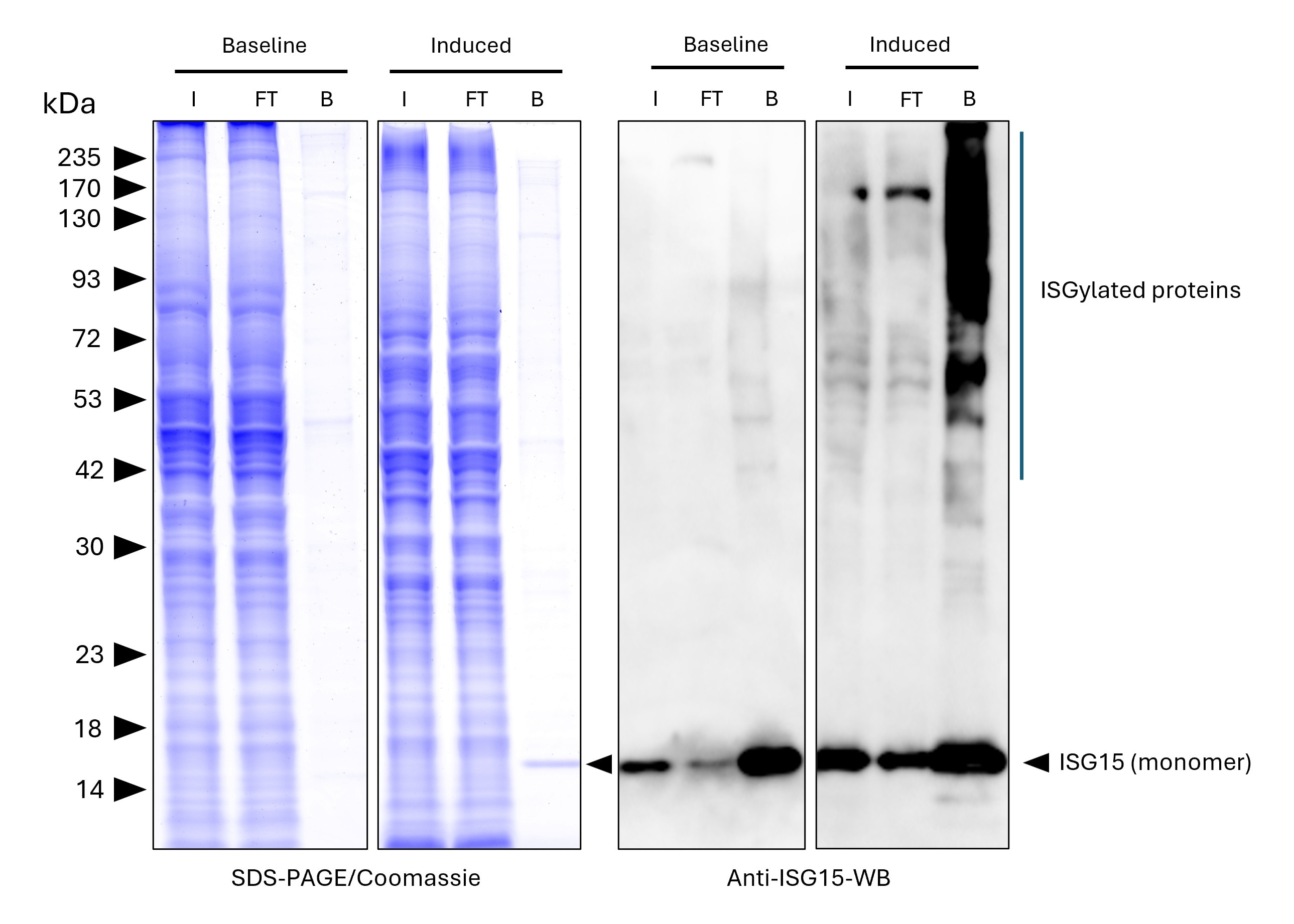 ISG15-Trap magnetic agarose (MG-3001MA) was used to immunoprecipitate endogenous ISG15 and ISGylated proteins from untreated human HEPG2 cells (baseline) and interferon-β treated HepG2 cells (induced). Lysis was achieved with RIPA buffer. For each IP, samples of the input lysate (I), non-bound flow-through (FT), and bound (B) fractions were analyzed via Coomassie stained SDS-PAGE & Western blot. Anti-ISG15 polyclonal antibody (15981-1-AP) Multi-rAb® HRP-Goat Anti-Rabbit Recombinant Secondary Antibody (H+L) (RGAR001) were used in the Western blot analysis. The Trap shows efficient IP of endogenous ISG15 and ISGylated proteins with low background.