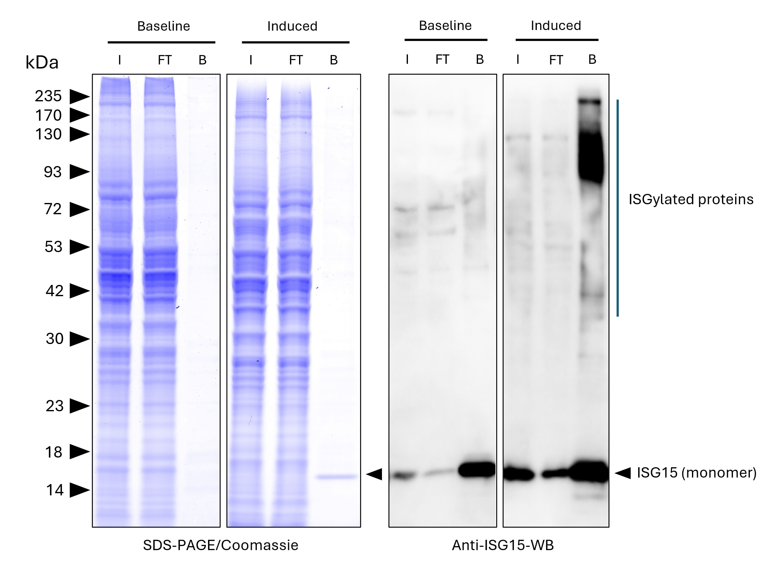 ISG15-Trap magnetic agarose (MG-3001MA) was used to immunoprecipitate endogenous ISG15 and ISGylated proteins from untreated human HEPG2 cells (baseline) and interferon-β treated HepG2 cells (induced). Lysis was achieved with standard Lysis buffer. For each IP, samples of the input lysate (I), non-bound flow-through (FT), and bound (B) fractions were analyzed via Coomassie stained SDS-PAGE & Western blot. Anti-ISG15 polyclonal antibody (15981-1-AP) and Multi-rAb® HRP-Goat Anti-Rabbit Recombinant Secondary Antibody (H+L) (RGAR001) were used in the Western blot analysis. The Trap shows efficient IP of endogenous ISG15 and ISGylated proteins with low background.