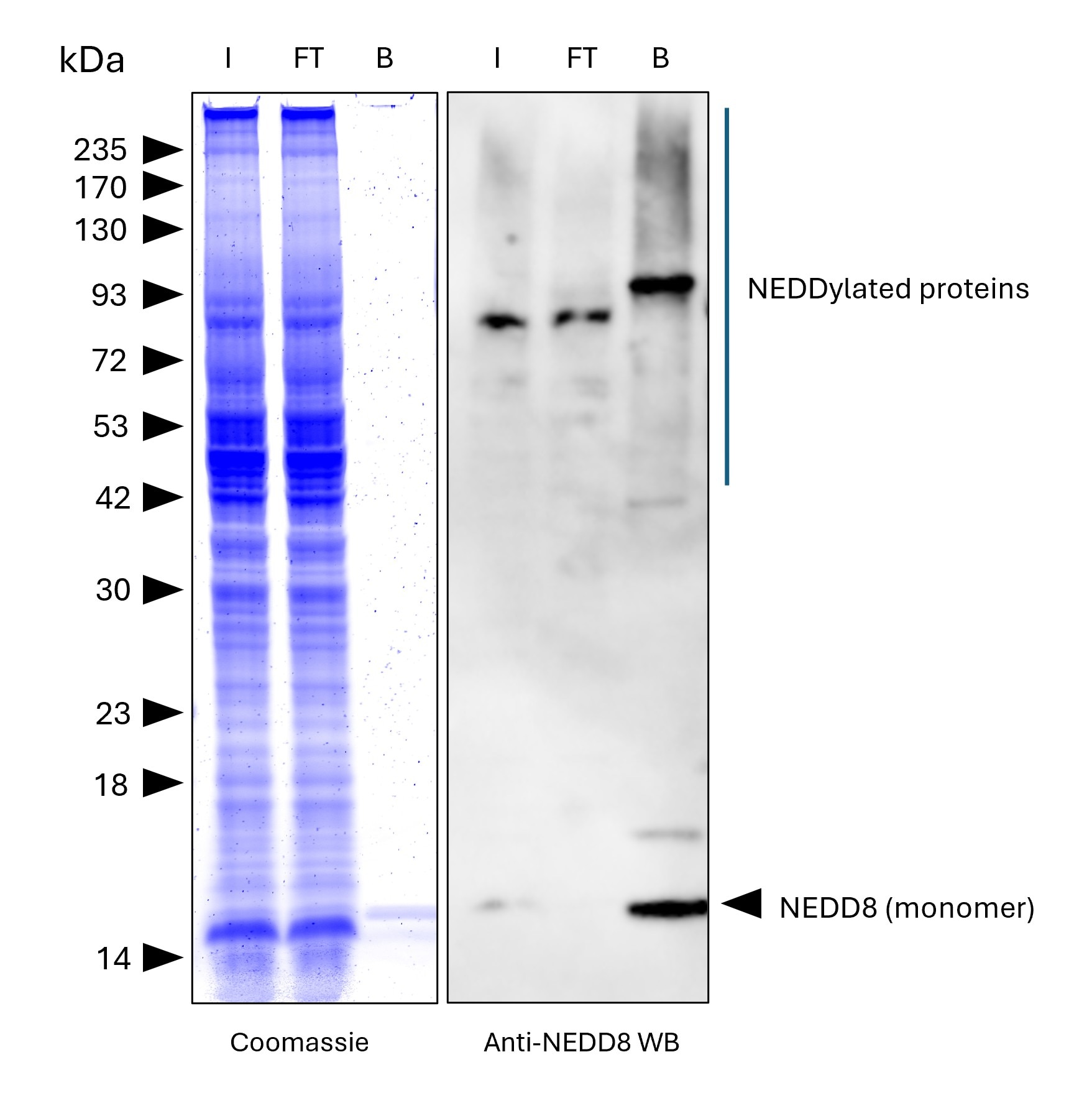 NEDD8-Trap Agarose (MG-3002A) was used to immunoprecipitate endogenous NEDD8 and NEDDylated proteins from human HEPG2 cells. Lysis was achieved with RIPA buffer. For each IP, samples of the input lysate (I), non-bound flow-through (FT), and bound (B) fractions were analyzed via Coomassie stained SDS-PAGE & Western blot. Anti-NEDD8 polyclonal antibody (16777-1-AP) and Multi-rAb® HRP-Goat Anti-Rabbit Recombinant Secondary Antibody (H+L) (RGAR001) were used in the Western blot analysis. The Trap shows efficient IP of endogenous NEDD8 and NEDDylated proteins with low background.