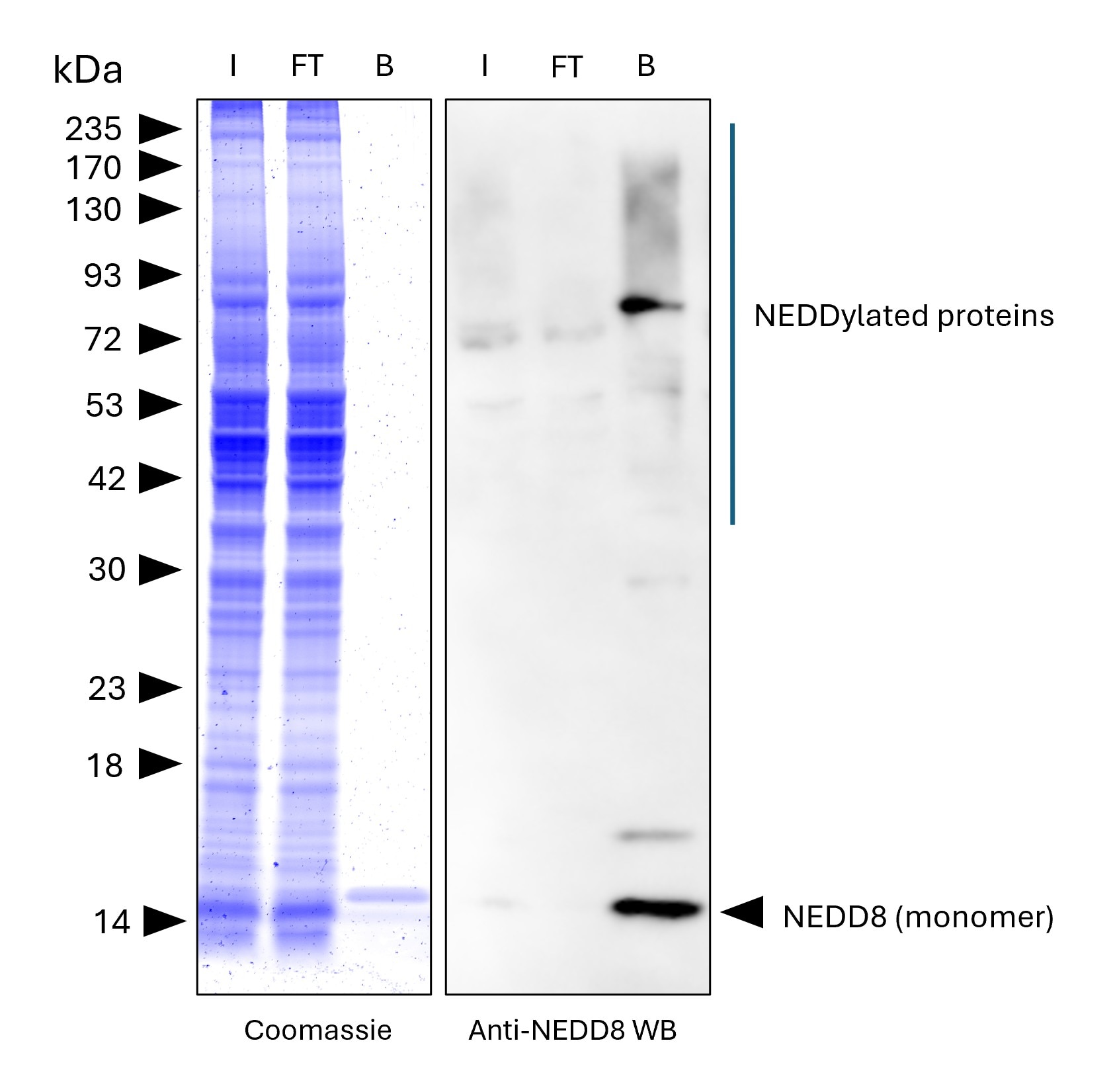 NEDD8-Trap Agarose (MG-3002A) was used to immunoprecipitate endogenous NEDD8 and NEDDylated proteins from human HEPG2 cells. Lysis was achieved with standard Lysis buffer. For each IP, samples of the input lysate (I), non-bound flow-through (FT), and bound (B) fractions were analyzed via Coomassie stained SDS-PAGE & Western blot. Anti-NEDD8 polyclonal antibody (16777-1-AP) and Multi-rAb® HRP-Goat Anti-Rabbit Recombinant Secondary Antibody (H+L) (RGAR001) were used in the Western blot analysis. The Trap shows efficient IP of endogenous NEDD8 and NEDDylated proteins with low background.