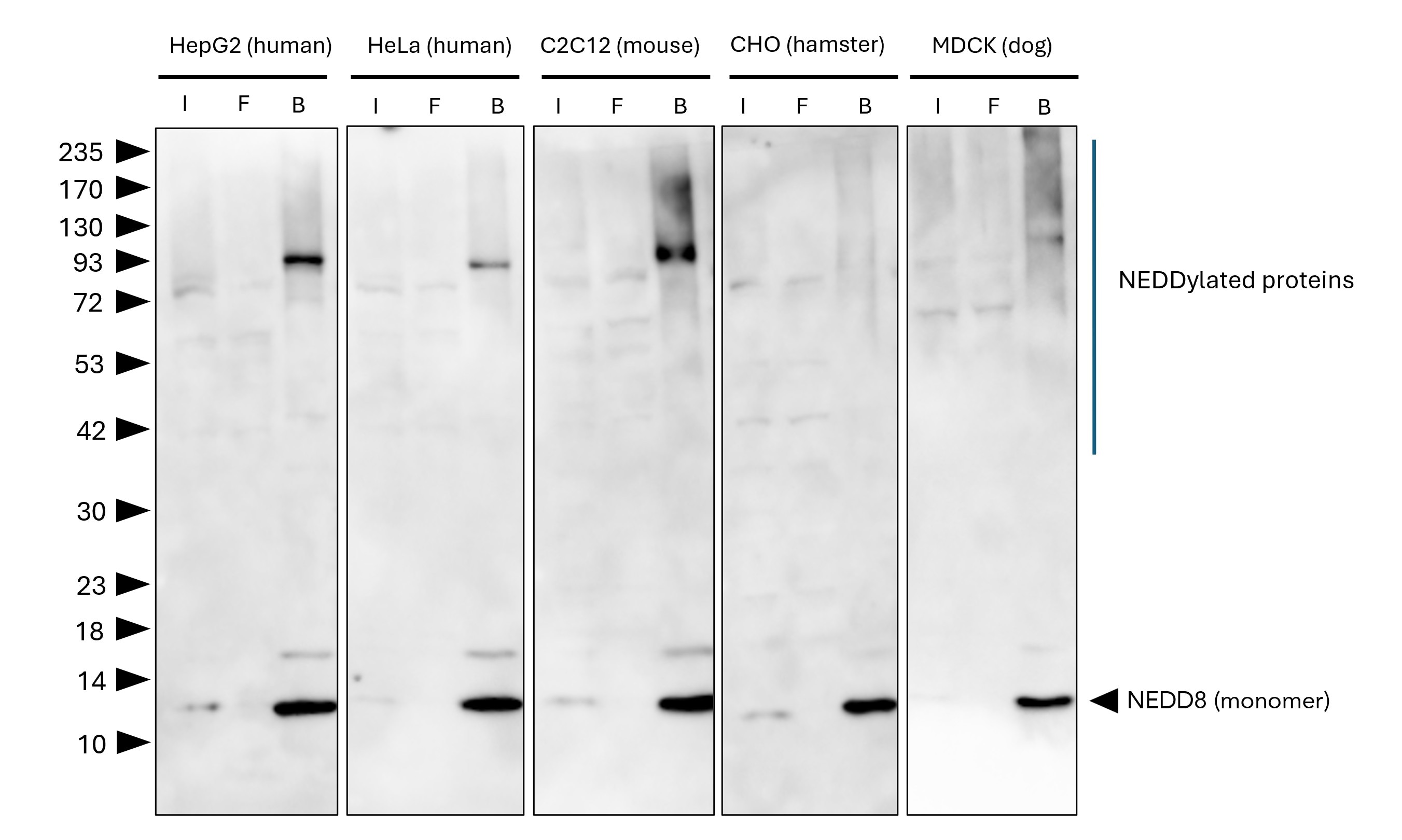 NEDD8-Trap Agarose (MG-3002A) was used to immunoprecipitate endogenous NEDD8 and NEDDylated proteins from different species / cell lines. Lysis was achieved with standard Lysis buffer. For each IP, samples of the input lysate (I), non-bound flow-through (FT), and bound (B) fractions were analyzed via  Western blot. Anti-NEDD8 polyclonal antibody (16777-1-AP) and Multi-rAb® HRP-Goat Anti-Rabbit Recombinant Secondary Antibody (H+L) (RGAR001) were used in the Western blot analysis. The Trap shows efficient IP of endogenous NEDD8 and NEDDylated proteins with low background.