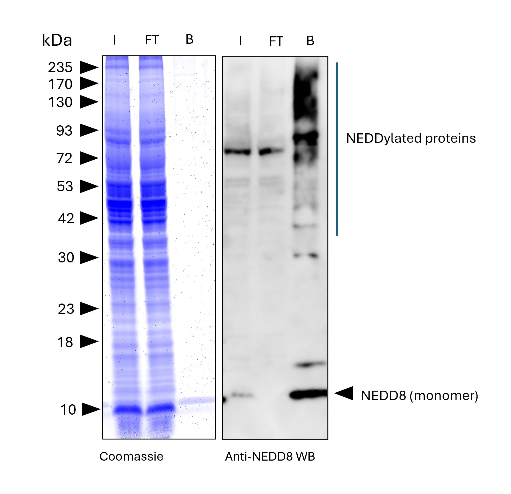 NEDD8-Trap Magnetic Agarose (MG-3002MA) was used to immunoprecipitate endogenous NEDD8 and NEDDylated proteins from human HEPG2 cells. Lysis was achieved with RIPA buffer. For each IP, samples of the input lysate (I), non-bound flow-through (FT), and bound (B) fractions were analyzed via Coomassie stained SDS-PAGE & Western blot. Anti-NEDD8 polyclonal antibody (16777-1-AP) and Multi-rAb® HRP-Goat Anti-Rabbit Recombinant Secondary Antibody (H+L) (RGAR001) were used in the Western blot analysis. The Trap shows efficient IP of endogenous NEDD8 and NEDDylated proteins with low background.