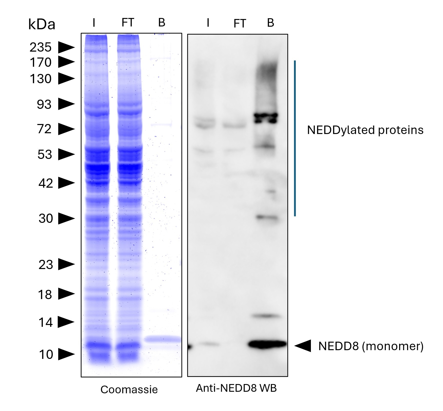 NEDD8-Trap Agarose (MG-3002A) was used to immunoprecipitate endogenous NEDD8 and NEDDylated proteins from human HEPG2 cells. Lysis was achieved with standard Lysis buffer. For each IP, samples of the input lysate (I), non-bound flow-through (FT), and bound (B) fractions were analyzed via Coomassie stained SDS-PAGE & Western blot. Anti-NEDD8 polyclonal antibody (16777-1-AP) and Multi-rAb® HRP-Goat Anti-Rabbit Recombinant Secondary Antibody (H+L) (RGAR001) were used in the Western blot analysis. The Trap shows efficient IP of endogenous NEDD8 and NEDDylated proteins with low background.