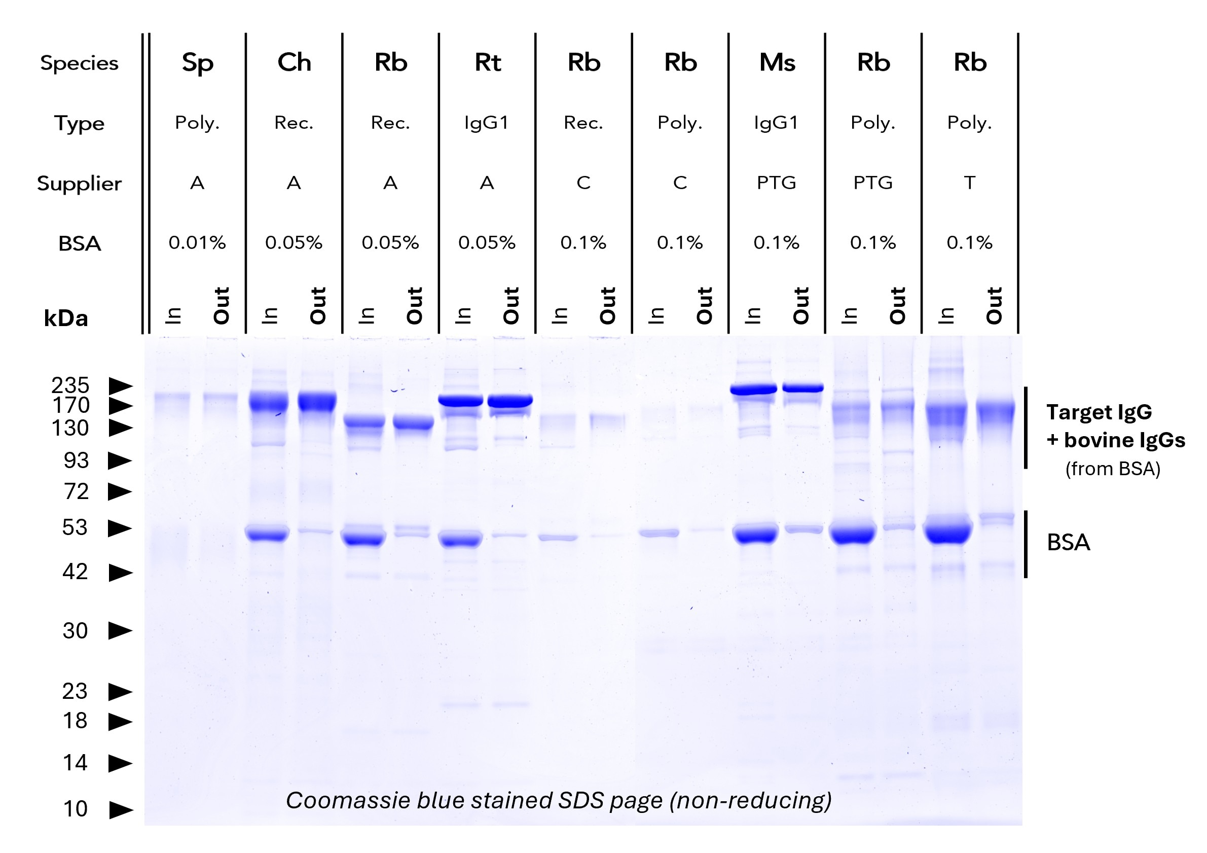 <b>BSA depletion from various antibodies.</b> Proteintech BSA Depletion Agarose was validated with antibodies from various suppliers and with varying BSA content (from 0 – 0.1%). IgGs run at ~150 kDa (non-reducing SDS PAGE), BSA runs at ~50 kDa. Comparing the Input (In) vs. output (Out) lanes consistently shows successful removal of BSA with minimal residual BSA in the output fraction. Poly = Polyclonal, Ms = Mouse, Rb = Rabbit, Ch, Sp = Sheep, Ch = Chicken, Rt = Rat <b>BSA depletion from various antibodies.</b> Proteintech BSA Depletion Agarose was validated with antibodies from various suppliers and with varying BSA content (from 0 – 0.1%). IgGs run at ~150 kDa (non-reducing SDS PAGE), BSA runs at ~50 kDa. Comparing the Input (In) vs. output (Out) lanes consistently shows successful removal of BSA with minimal residual BSA in the output fraction. Poly = Polyclonal, Ms = Mouse, Rb = Rabbit, Ch, Sp = Sheep, Ch = Chicken, Rt = Rat
