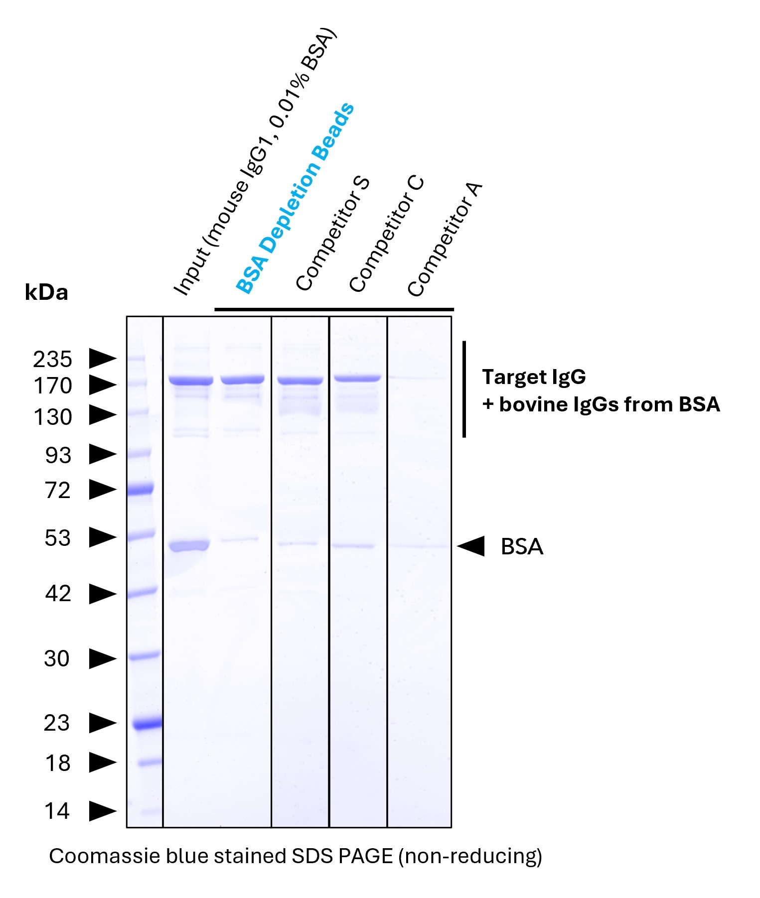 <b>BSA depletion benchmarking.</b> <br>Proteintech BSA Depletion Agarose (Lane 3) was evaluated for BSA depletion efficiency and compared with competitor products. The starting antibody (Lane 2) contains 0.01% BSA. Proteintech BSA Depletion Beads remove approximately 95% of the BSA. In contrast, competitor products partly leave higher residual BSA levels. Other competitor products also exhibit reduced recovery of the target IgG (Lane 6). <b>BSA depletion benchmarking.</b> <br>Proteintech BSA Depletion Agarose (Lane 3) was evaluated for BSA depletion efficiency and compared with competitor products. The starting antibody (Lane 2) contains 0.01% BSA. Proteintech BSA Depletion Beads remove approximately 95% of the BSA. In contrast, competitor products partly leave higher residual BSA levels. Other competitor products also exhibit reduced recovery of the target IgG (Lane 6).