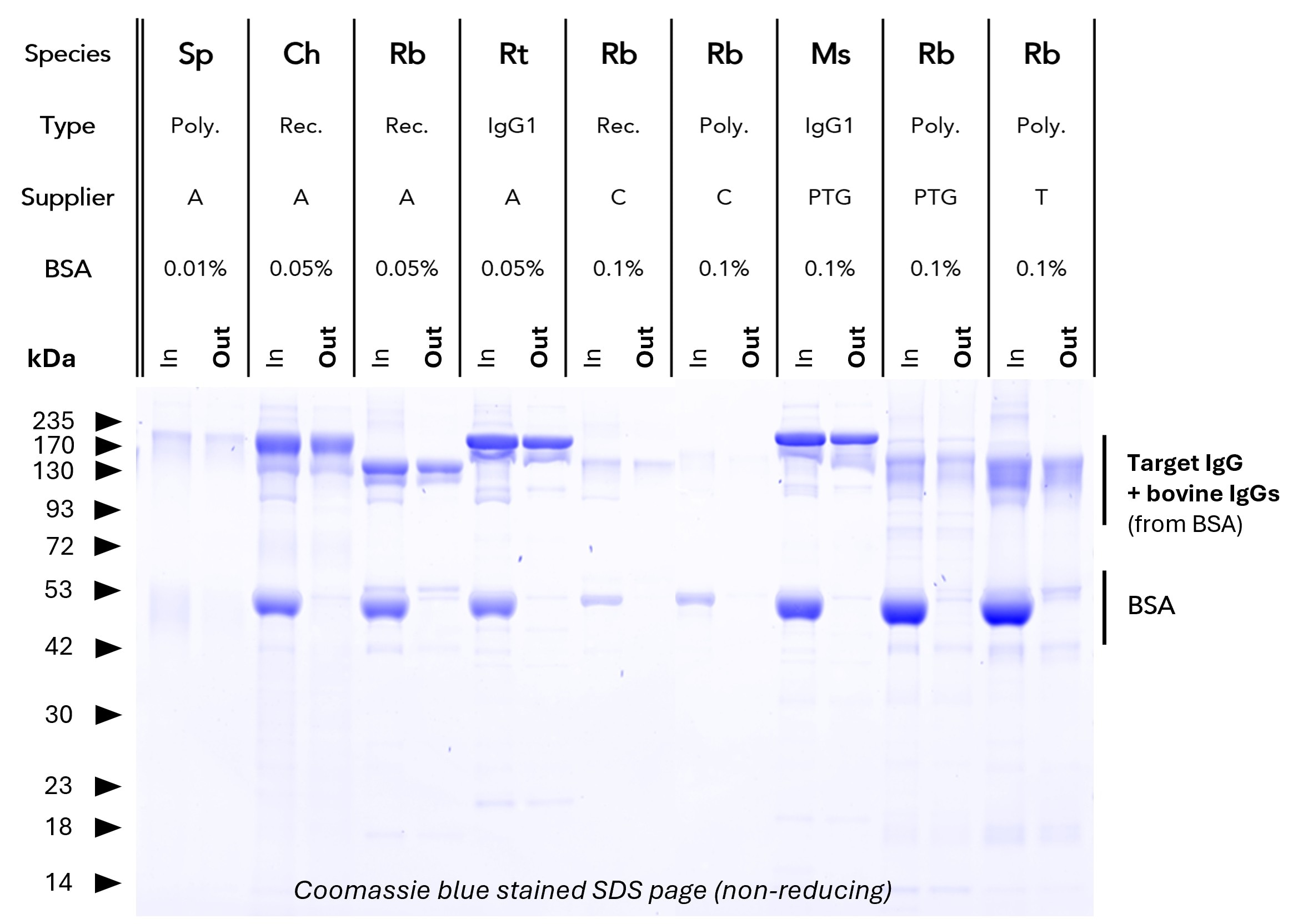 <b>BSA depletion from various antibodies.</b> Proteintech BSA Depletion Magnetic Agarose was validated with antibodies from various suppliers and with varying BSA content (from 0 – 0.1%). IgGs run at ~150 kDa (non-reducing SDS PAGE), BSA runs at ~50 kDa. Comparing the Input (In) vs. output (Out) lanes consistently shows successful removal of BSA with minimal residual BSA in the output fraction. Poly = Polyclonal, Ms = Mouse, Rb = Rabbit, Ch, Sp = Sheep, Ch = Chicken, Rt = Rat <b>BSA depletion from various antibodies.</b> Proteintech BSA Depletion Magnetic Agarose was validated with antibodies from various suppliers and with varying BSA content (from 0 – 0.1%). IgGs run at ~150 kDa (non-reducing SDS PAGE), BSA runs at ~50 kDa. Comparing the Input (In) vs. output (Out) lanes consistently shows successful removal of BSA with minimal residual BSA in the output fraction. Poly = Polyclonal, Ms = Mouse, Rb = Rabbit, Ch, Sp = Sheep, Ch = Chicken, Rt = Rat