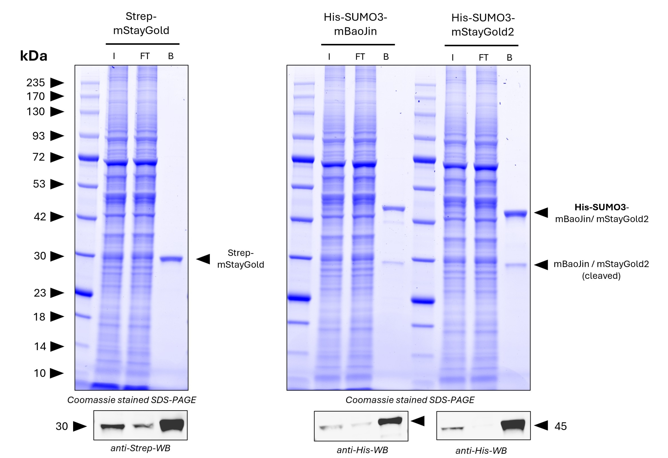 <b>Pulldown of spiked Strep-mStayGold, His-SUMO3-mStayGold2, and His-SUMO3-mBaoJin from HZ293S cell lysate by MG-3233A.</b> 
<br>5 µg of each antigen was spiked into lysate derived from 1.2*10^7 cells. For Coomassie and Western Blot analysis 1% of input (IN), 1% of flowthrough (F), and 20% of bound (B) fraction was loaded. His-SUMO3-mStayGold2 and His-SUMO3-mBaoJin were partially cleaved by intrinsic SUMO-proteases and cleaved mStayGold2 or mBaoJin is present in the bound fraction. Western Blots verify pulldown of Strep-mStayGold, His-SUMO3-mStayGold2 and His-SUMO3-mBaoJin.