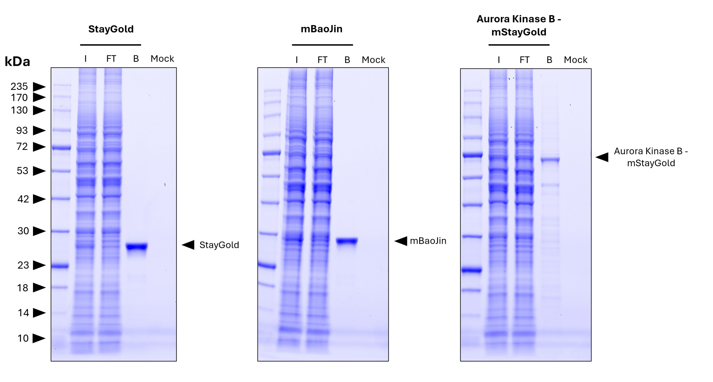 <b>Pulldown of StayGold, mBaoJin, and the fusion protein Aurora kinase B-mStayGold from transfected HEK 293T cells lysate by MG-3233A.</b>
<br>Each IP was performed with lysate derived from 1x10^7 cells. A mock control with lysate from untransfected cells was included to demonstrate the low background binding of the resin. For Coomassie analysis of the SDS-gel 1% of input (IN), 1% of flowthrough (F), and 10% of bound (B) and Mock fraction was loaded. <b>Pulldown of StayGold, mBaoJin, and the fusion protein Aurora kinase B-mStayGold from transfected HEK 293T cells lysate by MG-3233A.</b>
<br>Each IP was performed with lysate derived from 1x10^7 cells. A mock control with lysate from untransfected cells was included to demonstrate the low background binding of the resin. For Coomassie analysis of the SDS-gel 1% of input (IN), 1% of flowthrough (F), and 10% of bound (B) and Mock fraction was loaded.