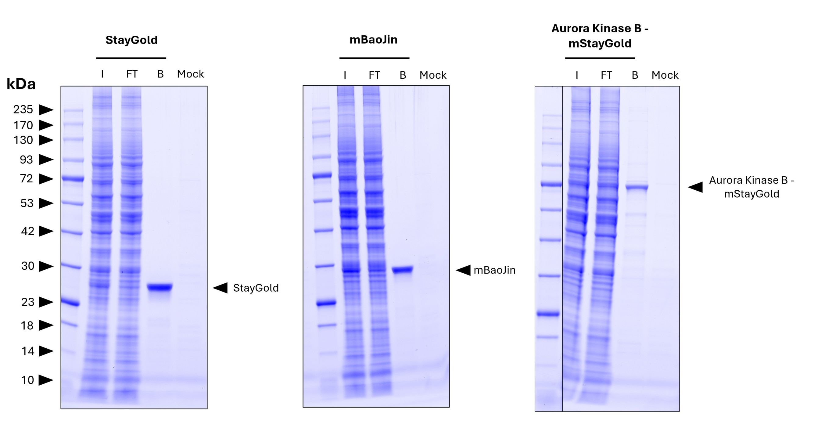 <b>Pulldown of StayGold, mBaoJin, and the fusion protein Aurora kinase B-mStayGold from transfected HEK 293T cells lysate by MG-3233MA.</b>
<br>Each IP was performed with lysate derived from 1x10^7 cells. A mock control with lysate from untransfected cells was included to demonstrate the low background binding of the resin. For Coomassie analysis of the SDS-gel 1% of input (IN), 1% of flowthrough (F), and 10% of bound (B) and Mock fraction was loaded. <b>Pulldown of StayGold, mBaoJin, and the fusion protein Aurora kinase B-mStayGold from transfected HEK 293T cells lysate by MG-3233MA.</b>
<br>Each IP was performed with lysate derived from 1x10^7 cells. A mock control with lysate from untransfected cells was included to demonstrate the low background binding of the resin. For Coomassie analysis of the SDS-gel 1% of input (IN), 1% of flowthrough (F), and 10% of bound (B) and Mock fraction was loaded.