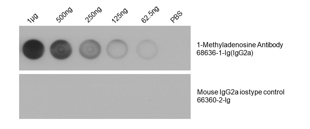 Total RNA was isolated from HeLa cell line and was dotted to NC membrane at different amount as indicated above the dots. The membrane was blocked with 1% BSA and blotted with m1A (1-Methyladenosine) antibody 68636-1-Ig at 1:2000 followed by incubation of HRP-goat anti-mouse secondary antibody. Signal was developed by ECL substrate. A parallel dot blot was performed using Mouse IgG2a isotype control Monoclonal antibody 66360-2-Ig at the same dose.